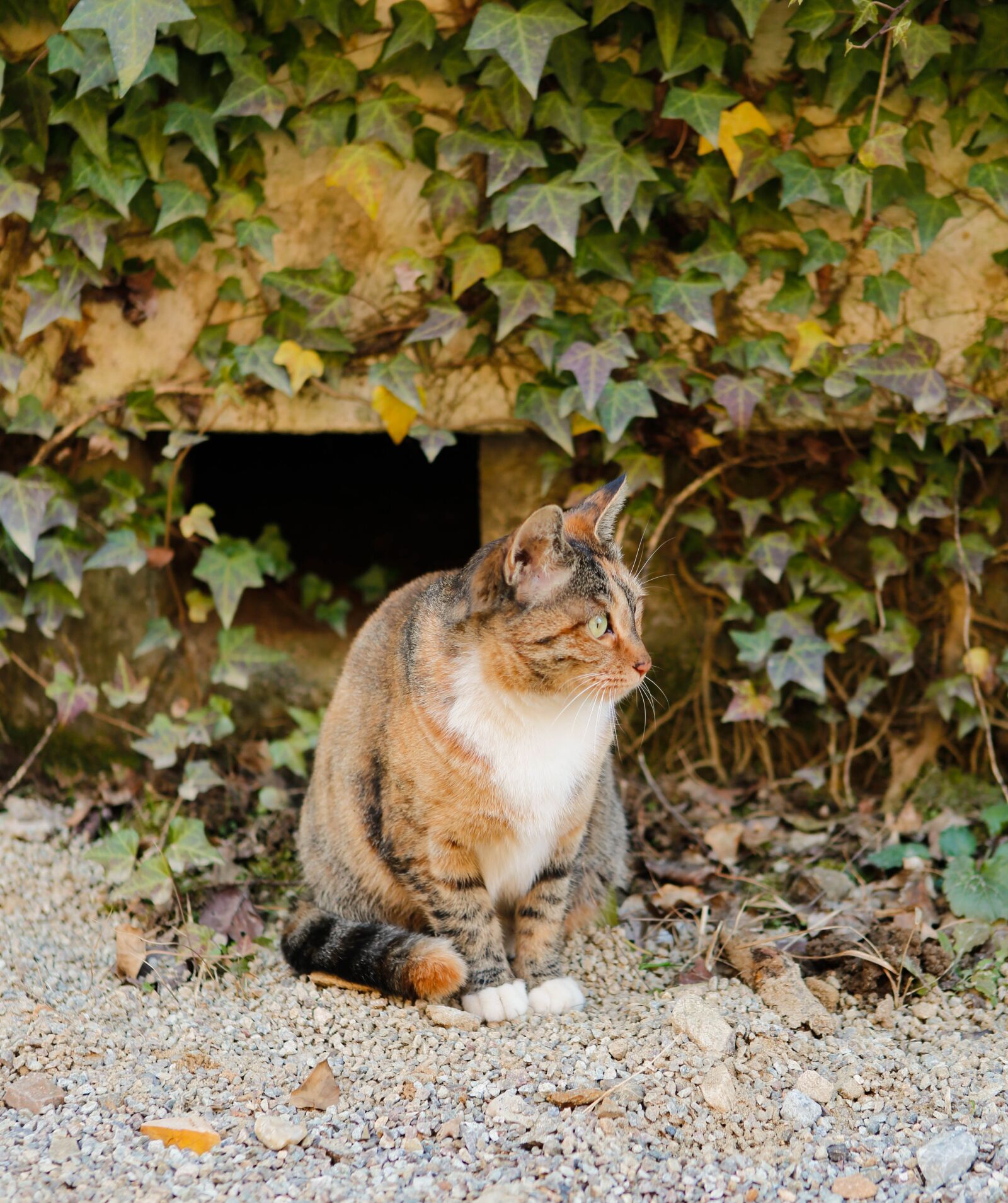 Canon EF 24-70mm F2.8L USM sample photo. Cat, animal, cute photography