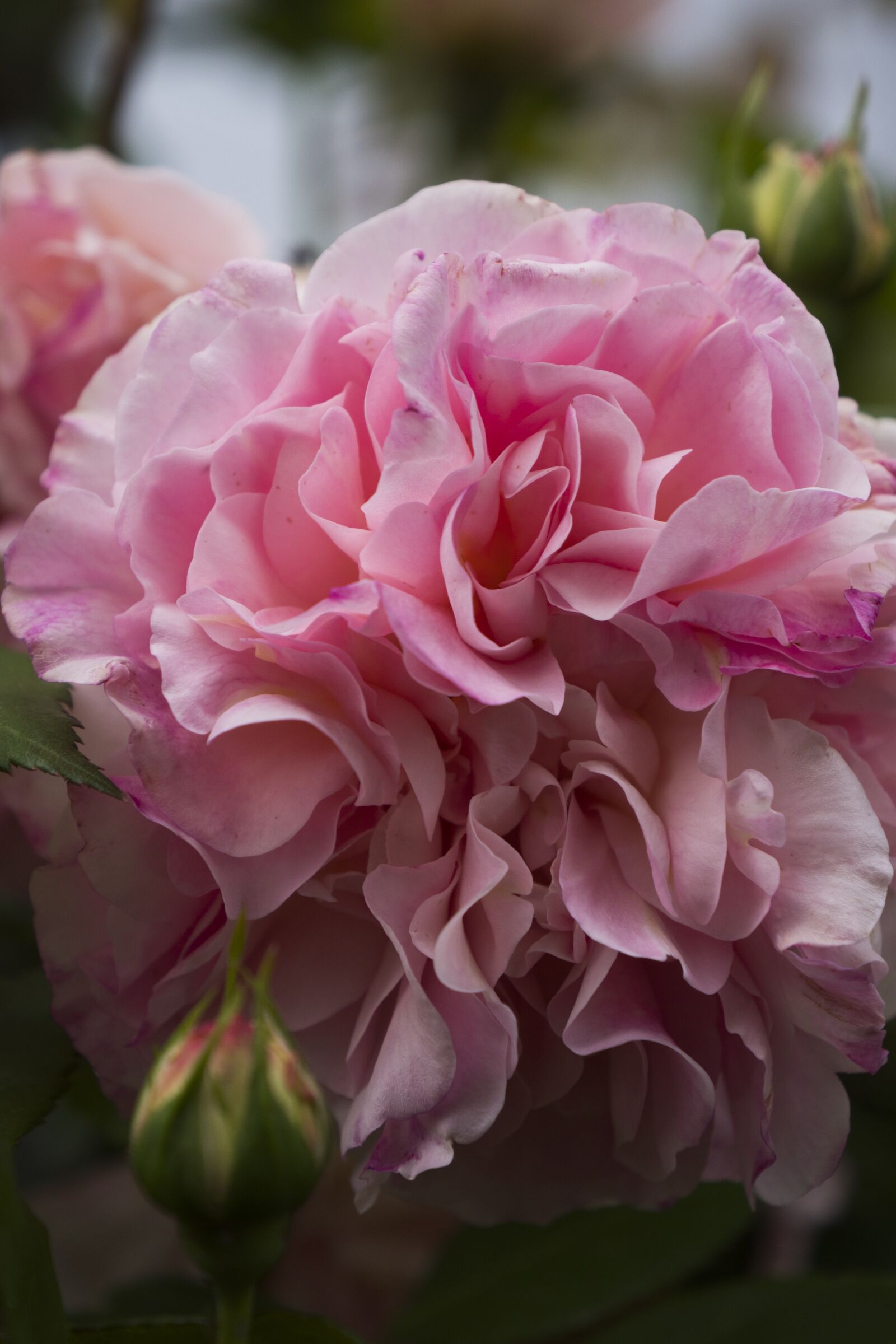 LEICA DG 12-60/F2.8-4.0 sample photo. Flower, nature, flower nature photography