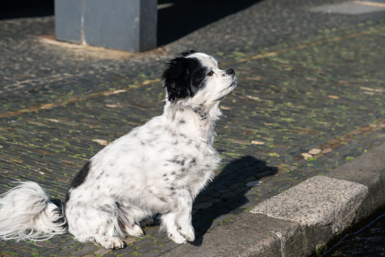 Fujifilm X-T30 + Fujifilm XF 18-55mm F2.8-4 R LM OIS sample photo. Dog, small dog, mixed photography