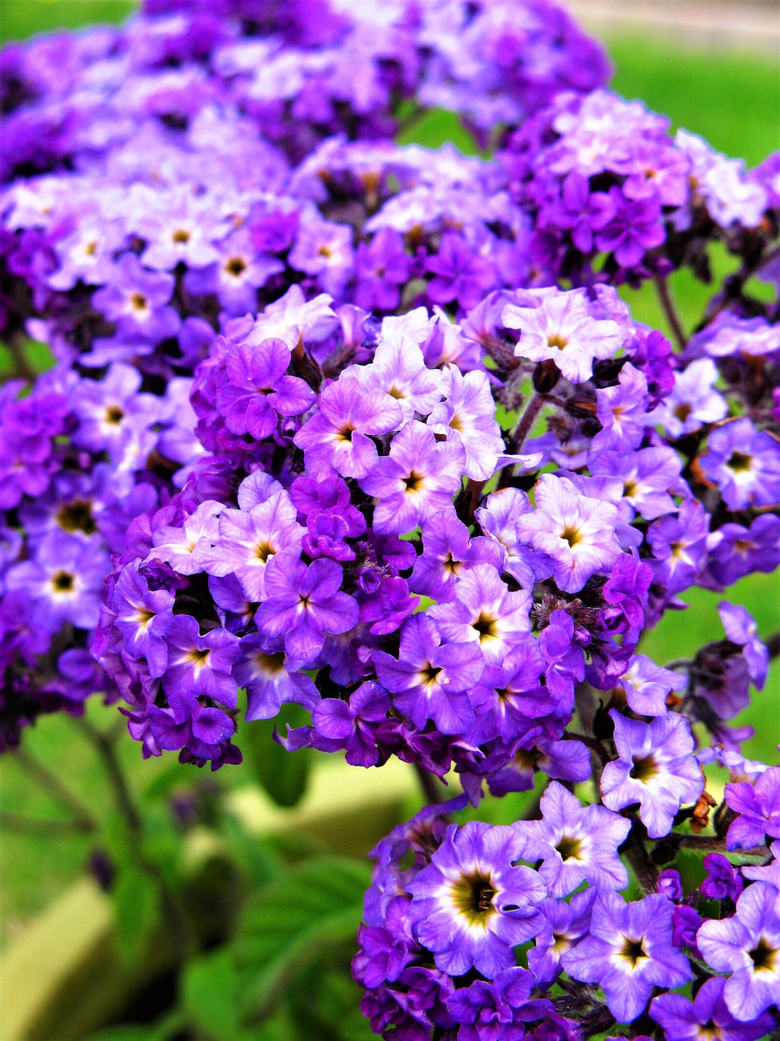 Canon POWERSHOT A720 IS sample photo. Purple, purple flowers, bloom photography