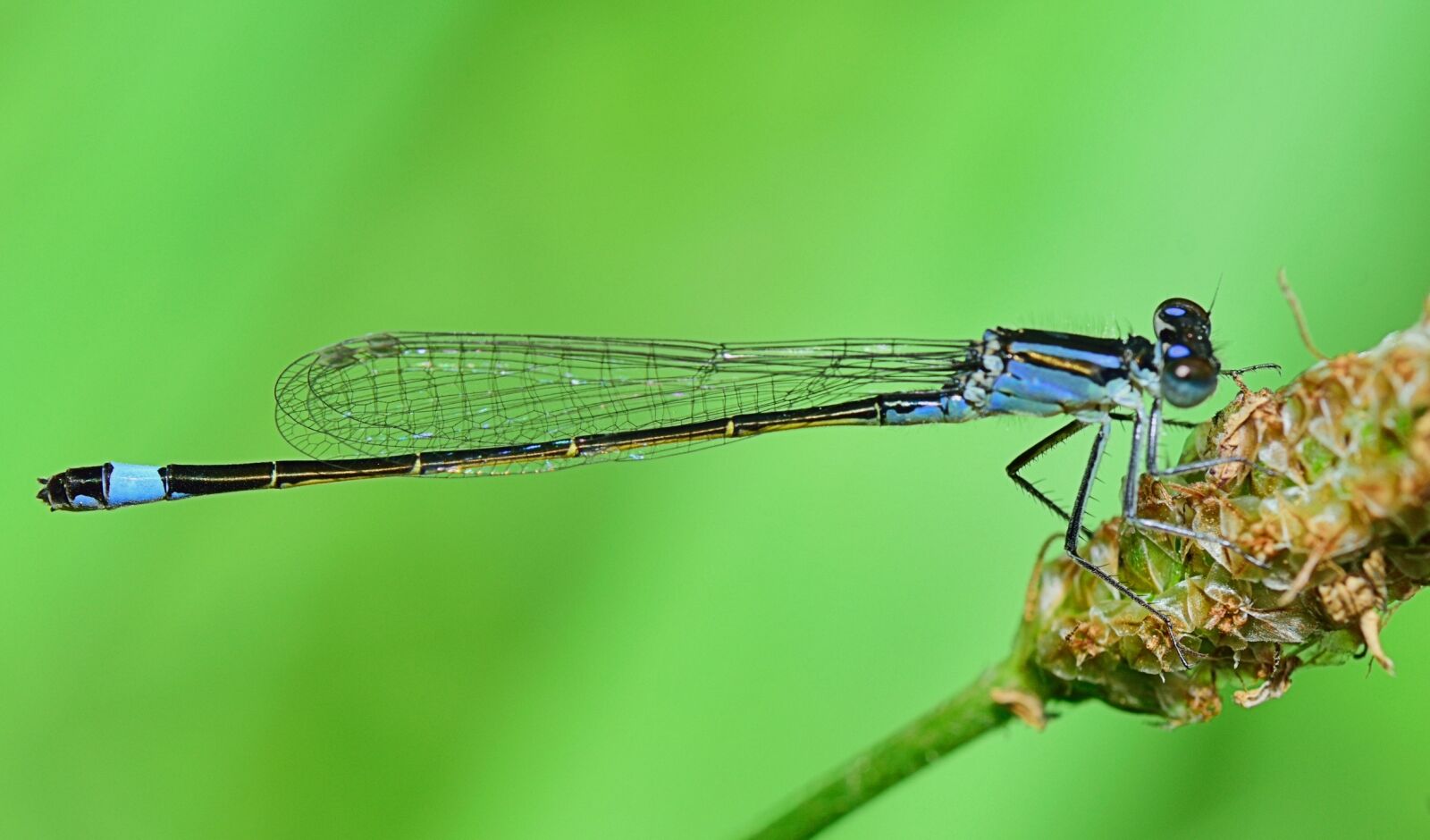 Nikon D5300 sample photo. Dragonfly, insect, flying insects photography