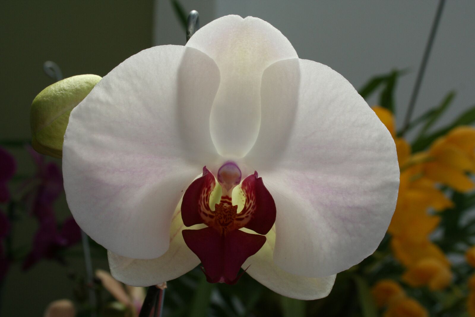 Canon EOS 350D (EOS Digital Rebel XT / EOS Kiss Digital N) sample photo. Flower, flowers, orchid photography