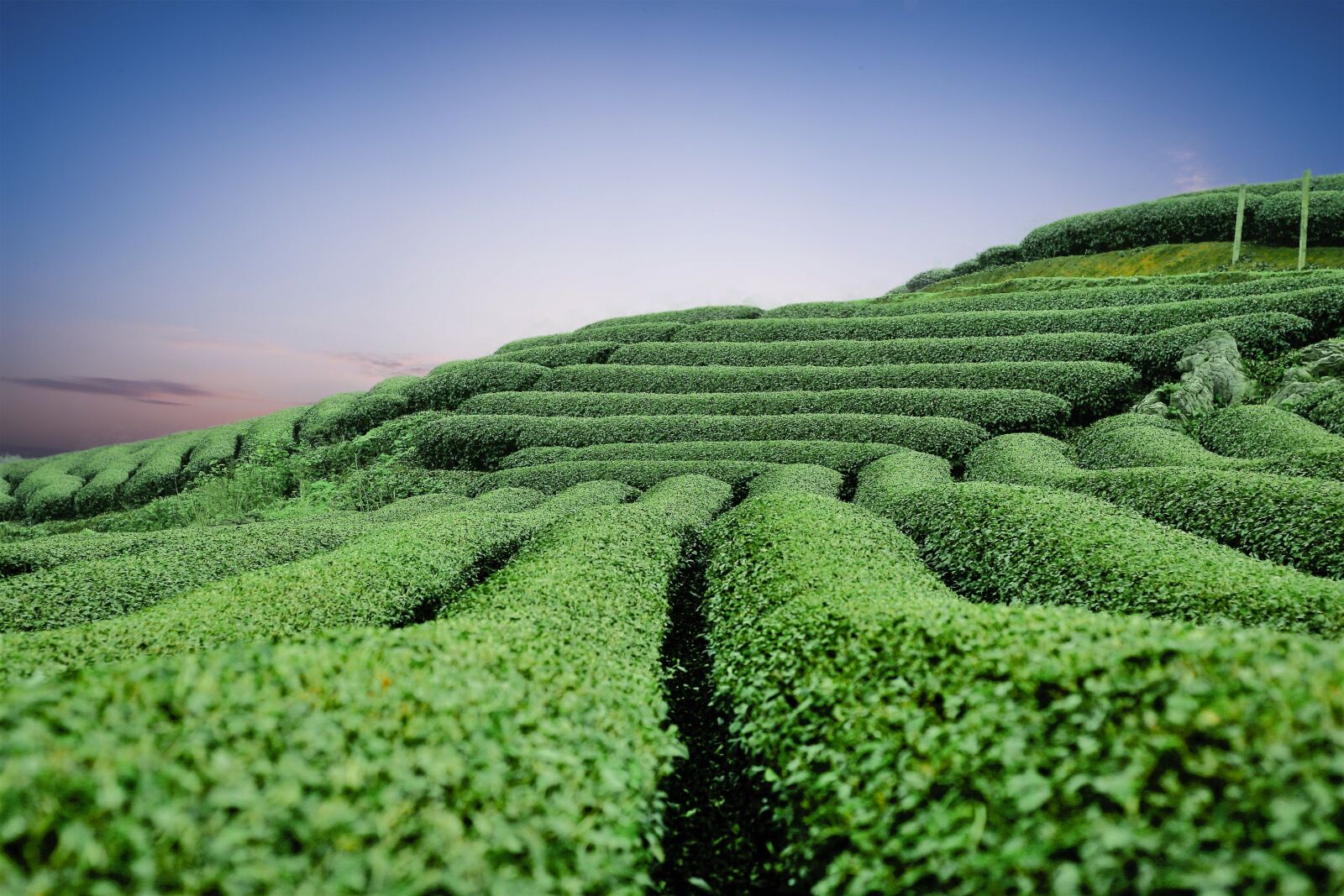Canon EOS 30D sample photo. Moc chau tea hills photography