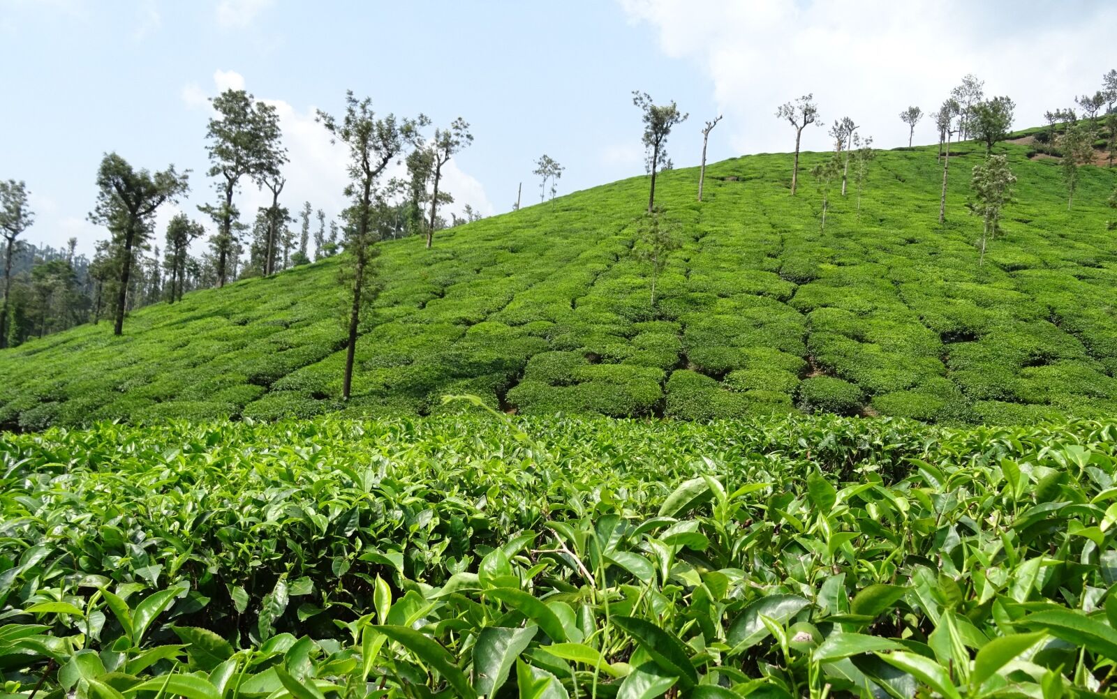 Sony DSC-HX60V sample photo. Tea garden, tea, plant photography