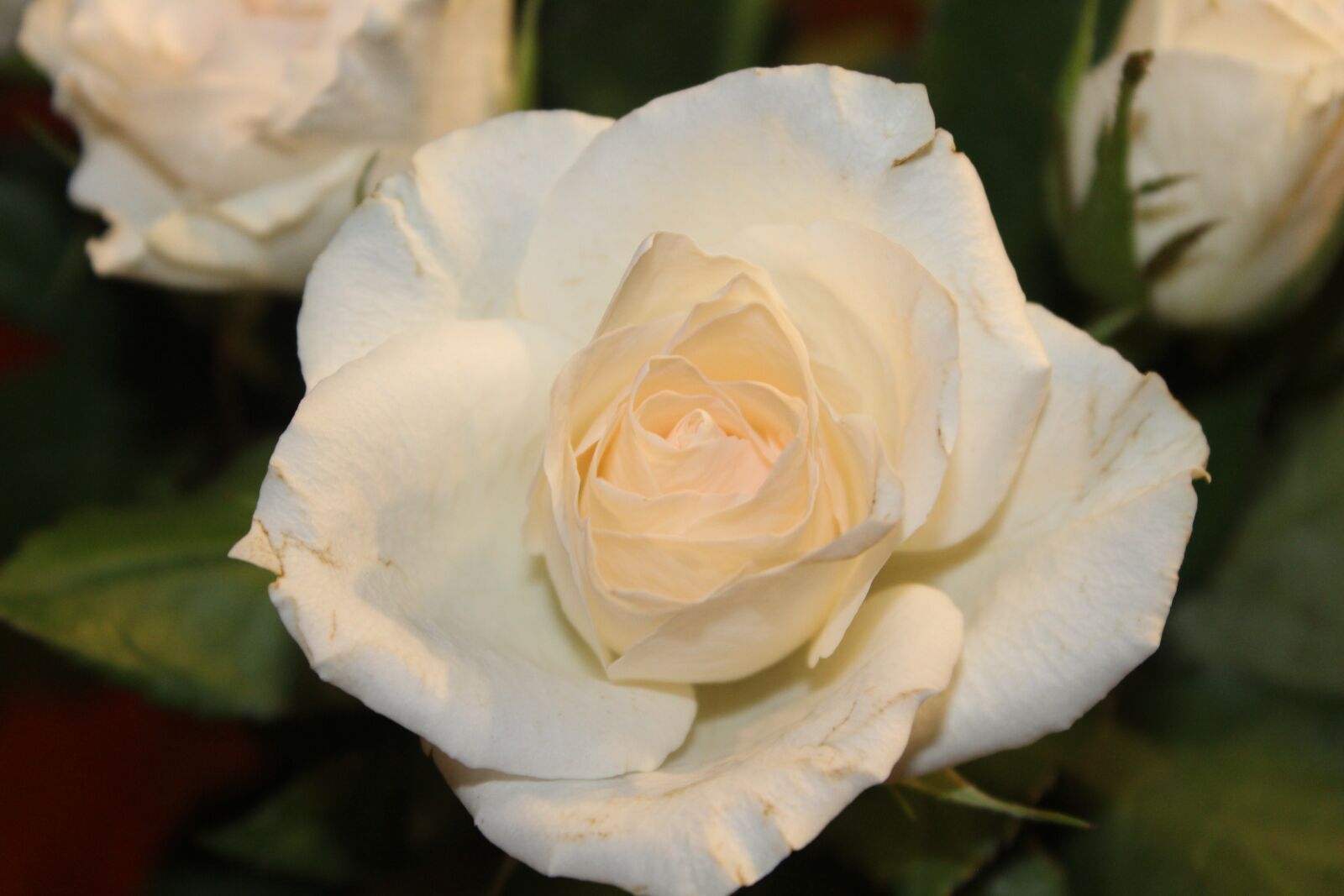 Canon EOS 1300D (EOS Rebel T6 / EOS Kiss X80) sample photo. Rose, white rose, open photography