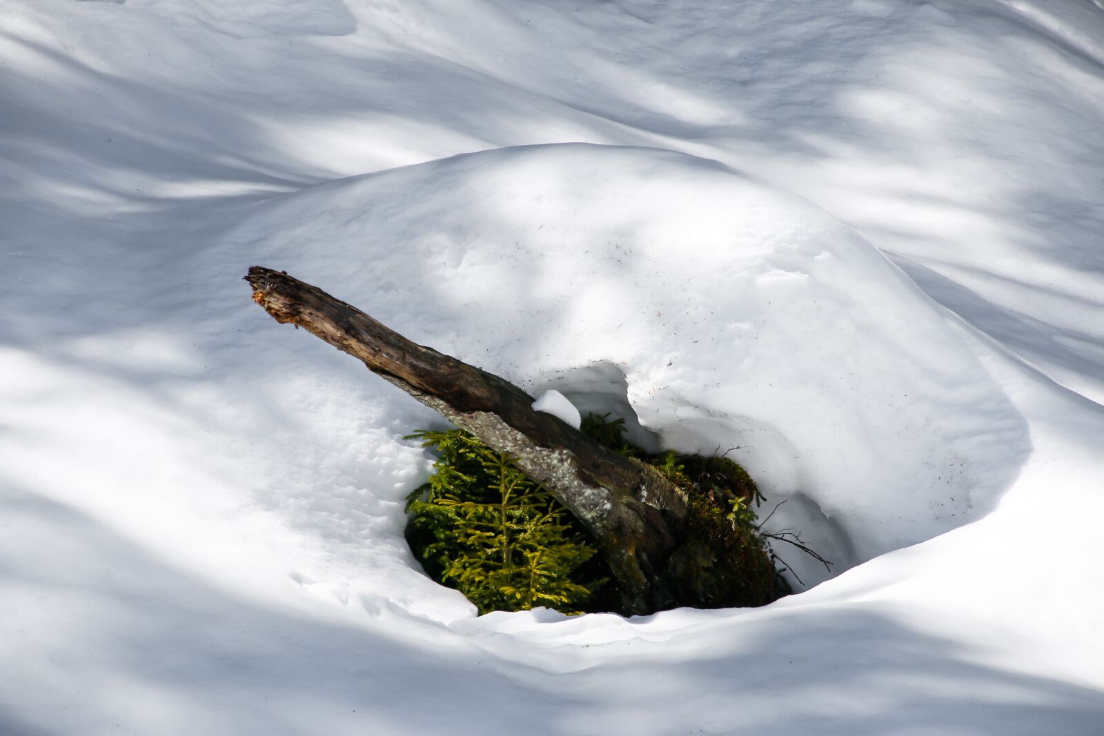 Canon EOS 70D sample photo. Winter, snow, wintry photography