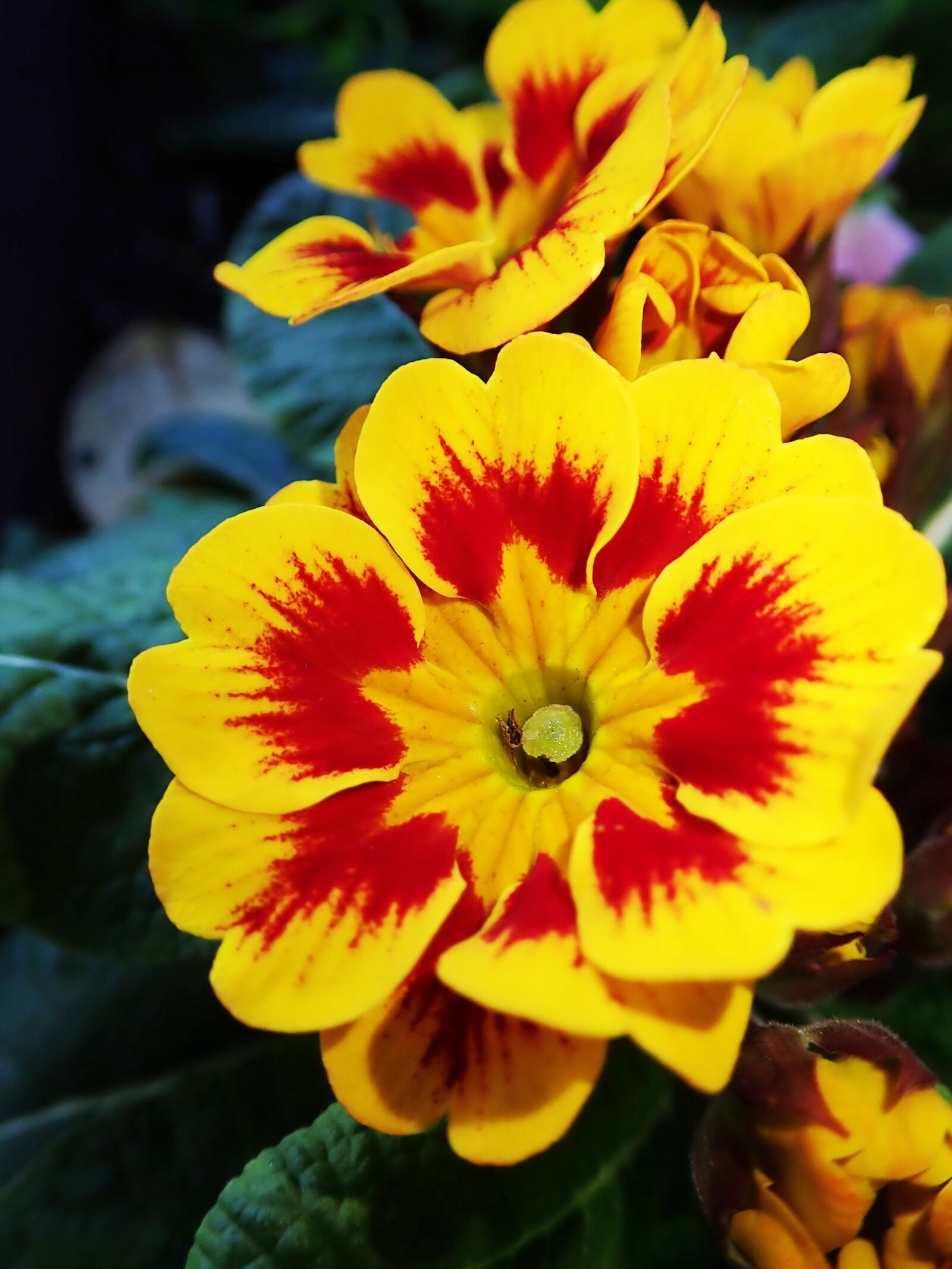 Olympus TG-5 sample photo. Primrose, bloom, garden photography