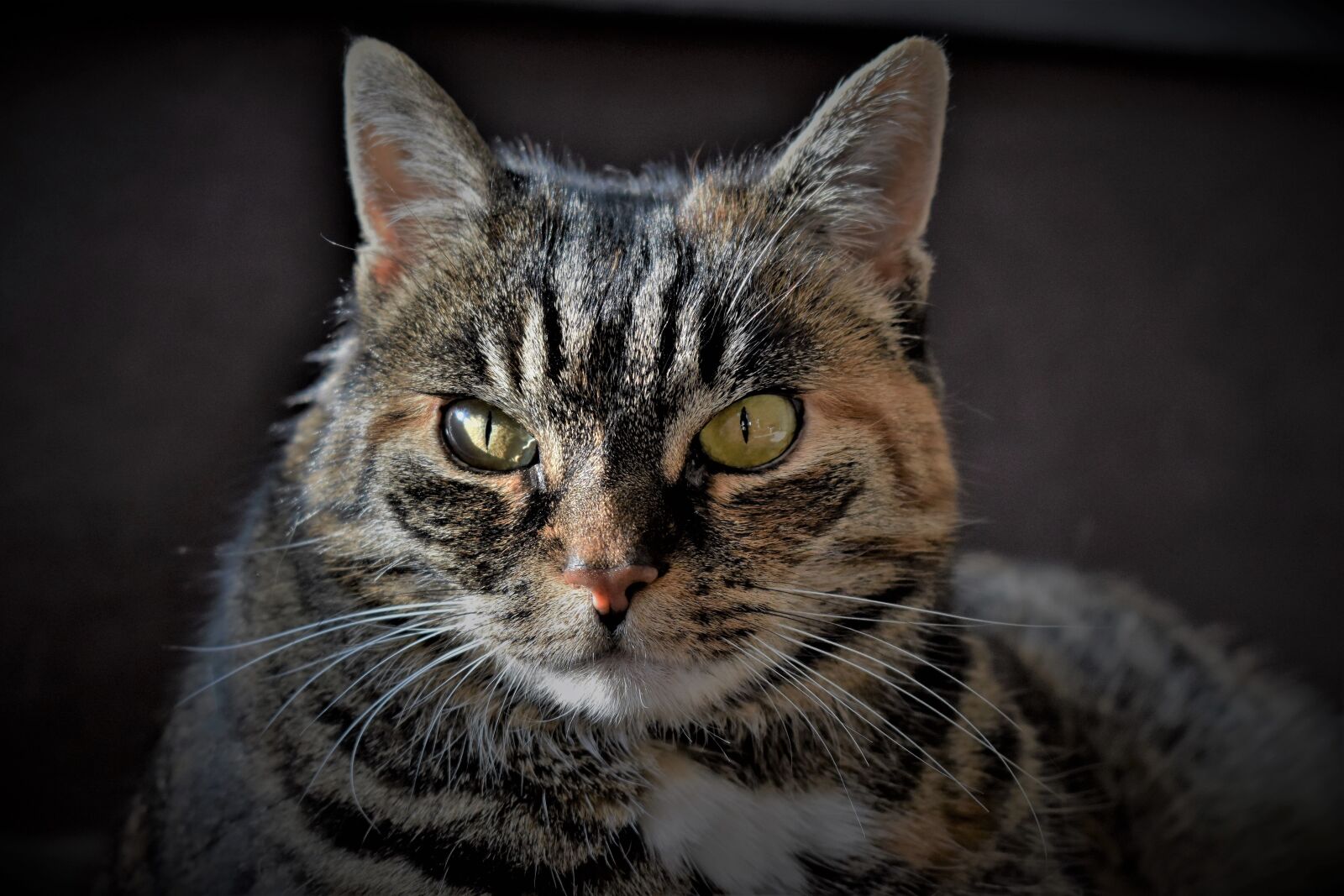 Nikon D5500 sample photo. Cat, pet, mackerel photography