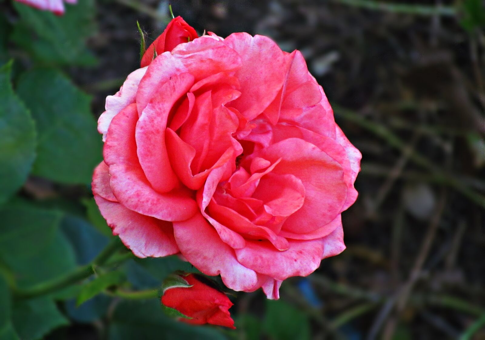 Canon PowerShot SX30 IS sample photo. Rose, garden, flower photography