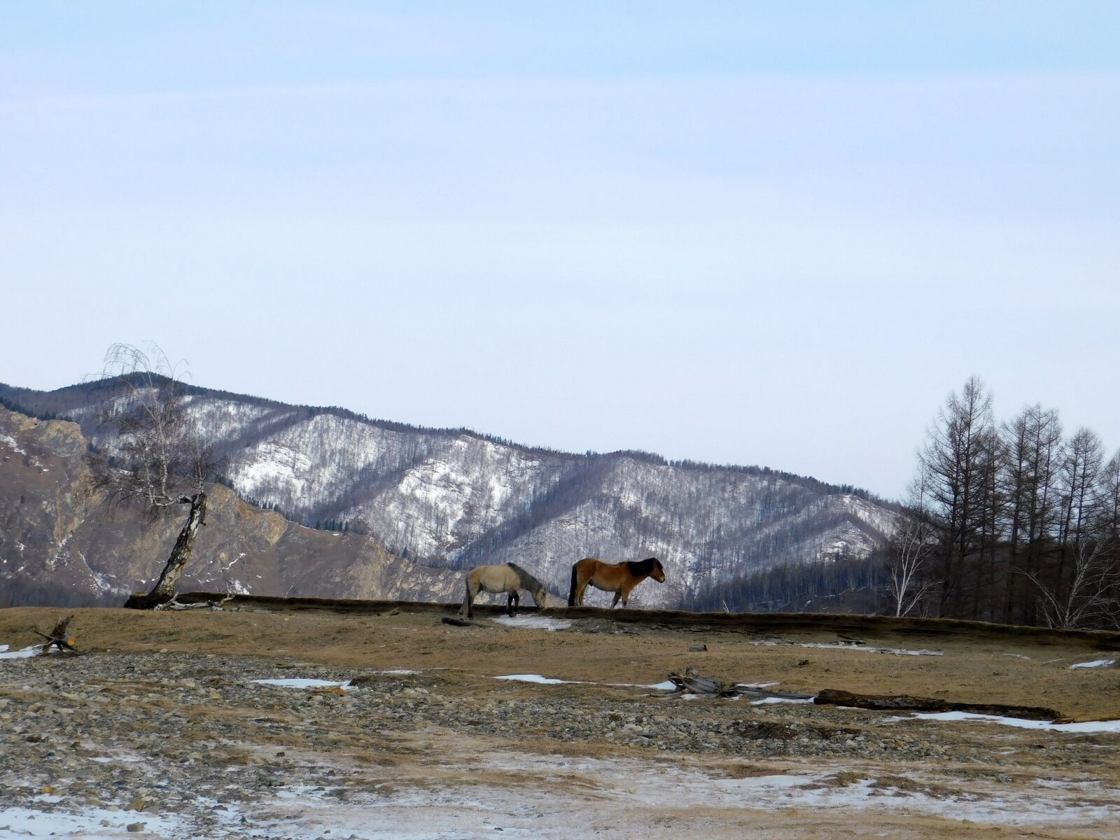 Nikon Coolpix B500 sample photo. Horse, nature, mountains photography
