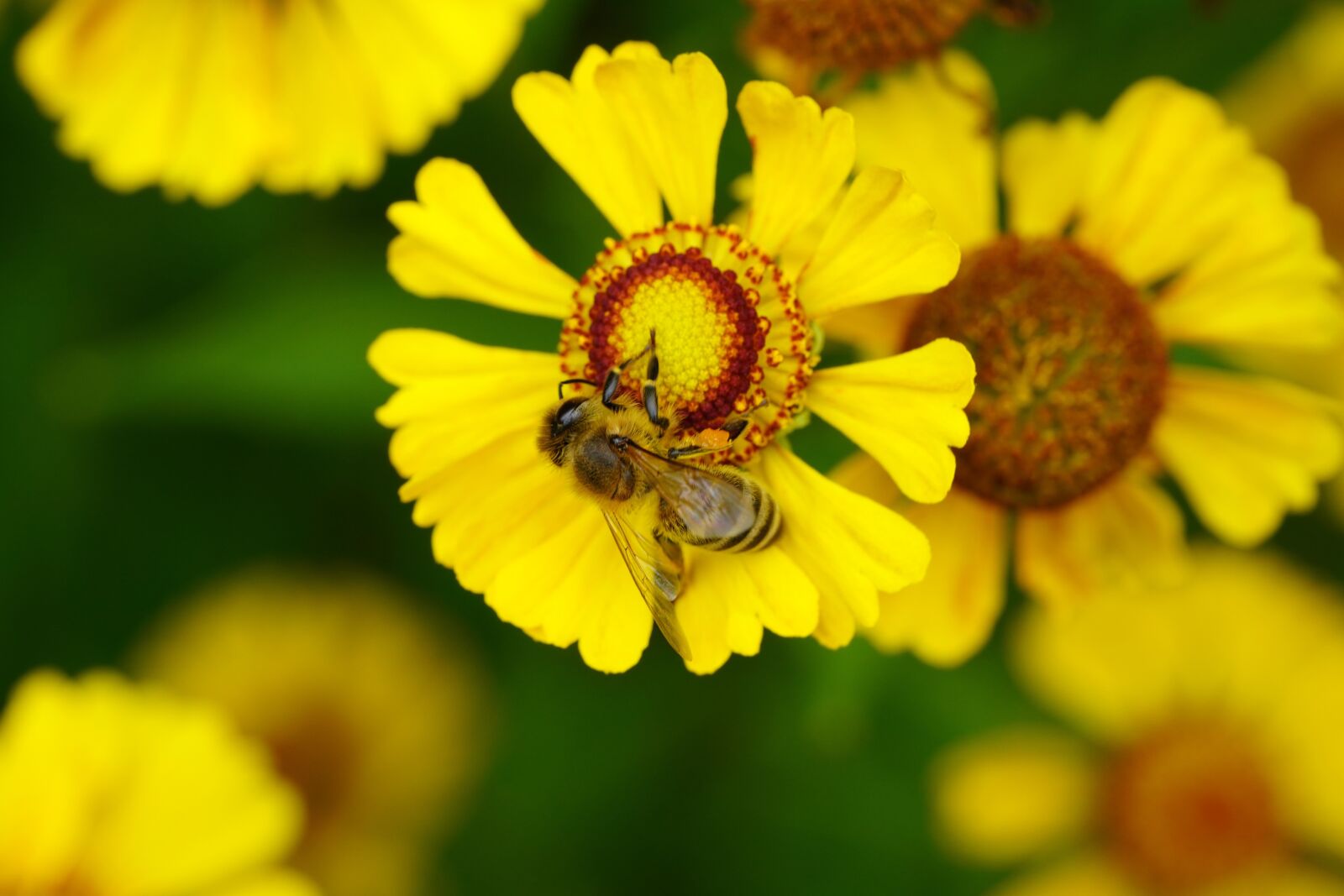 Sony a7R III sample photo. Flower, bee, nature photography
