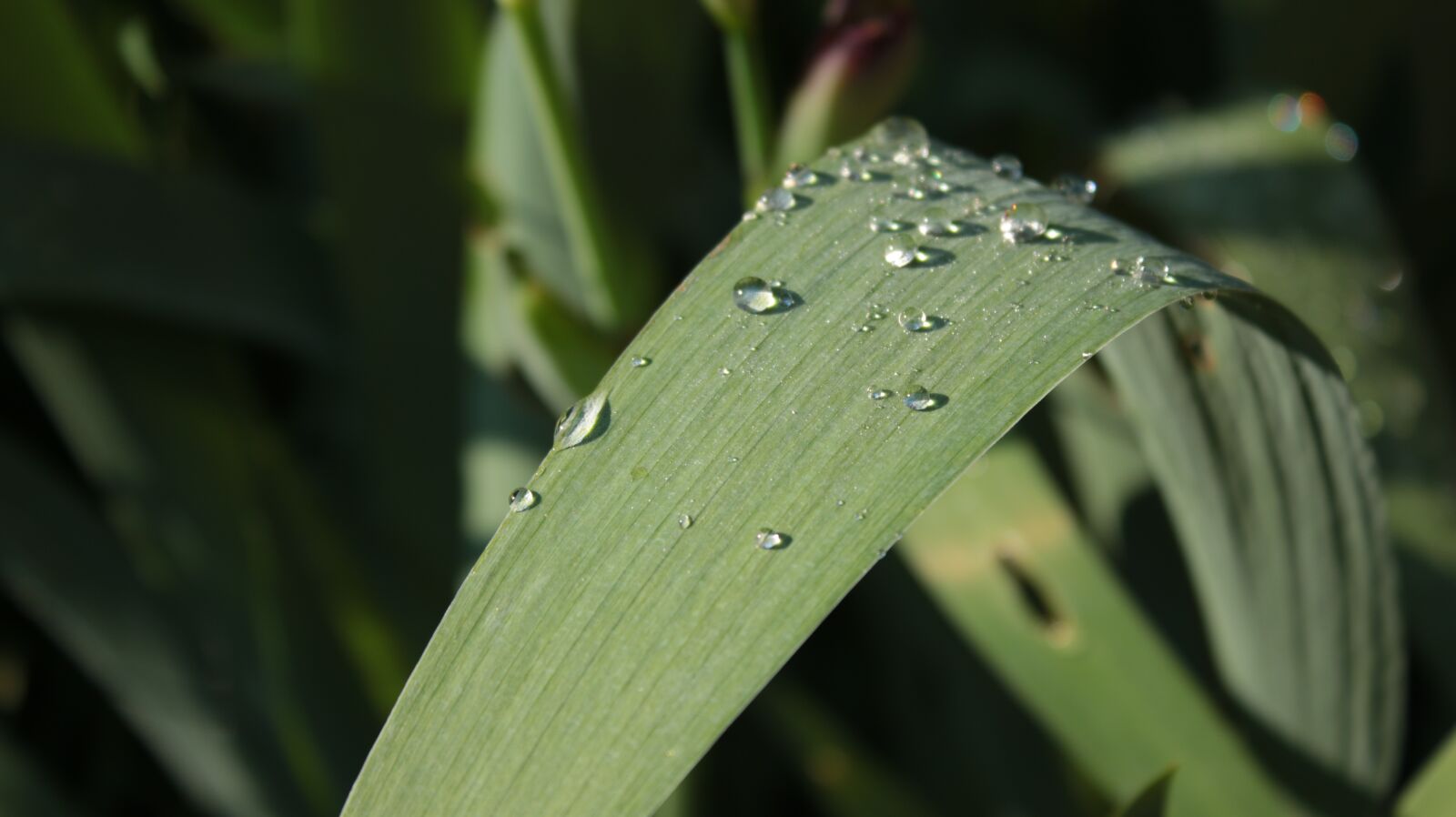 Canon EOS 70D + Canon EF-S 18-55mm F3.5-5.6 IS II sample photo. Dewdrop, grass, wet photography
