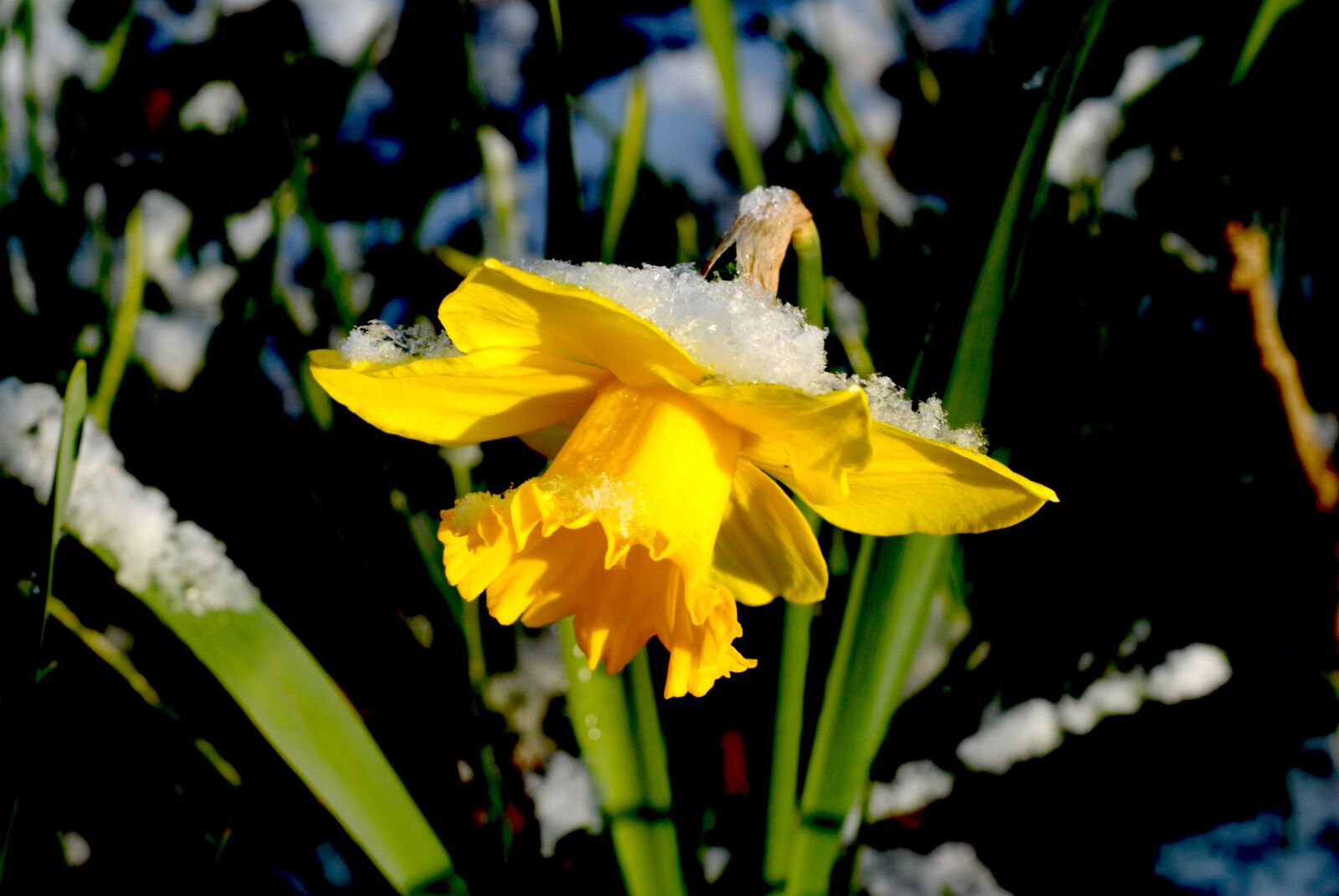 Nikon D200 sample photo. Nature, spring, flower photography