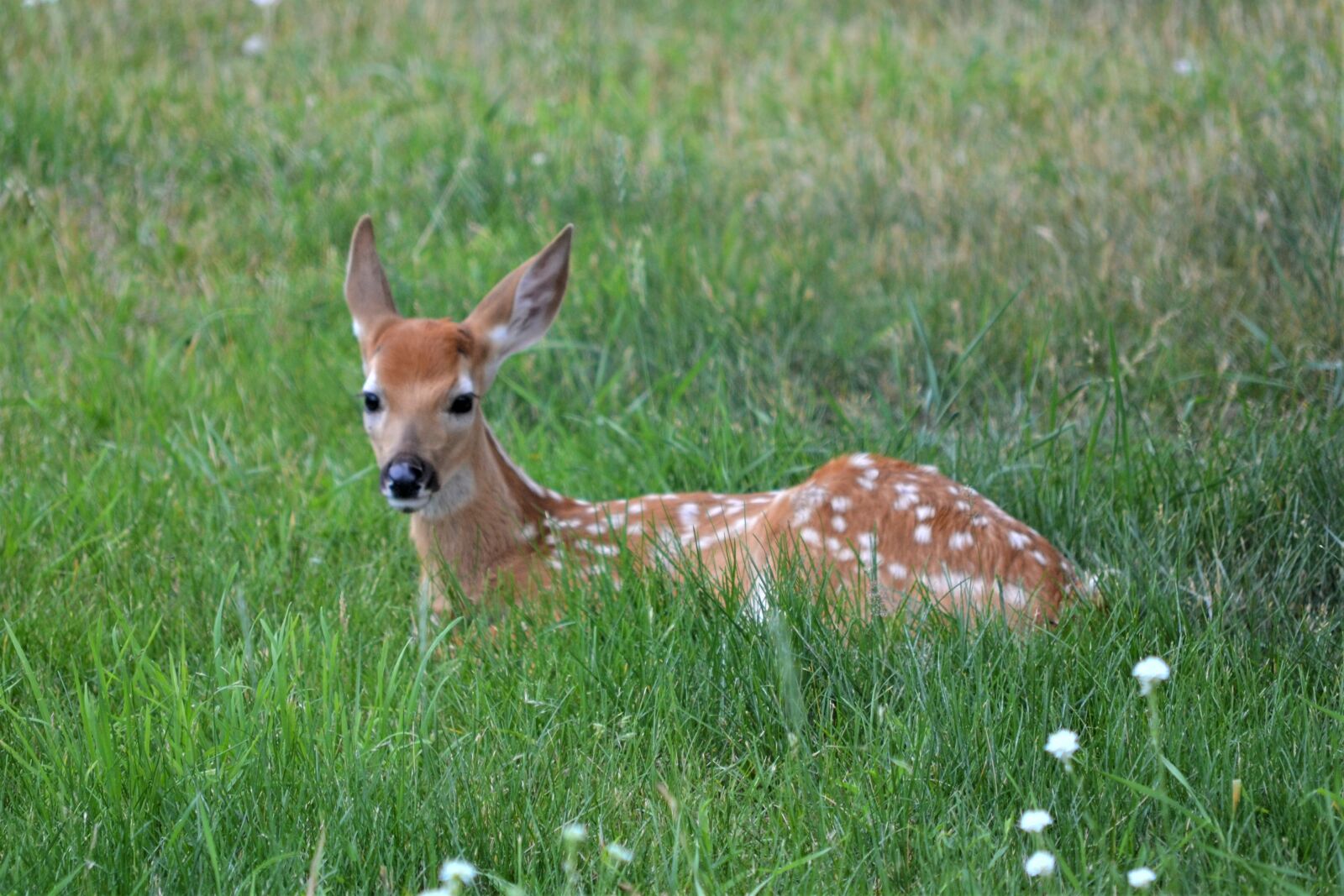 Nikon D3100 sample photo. Deer, animal, mammal photography