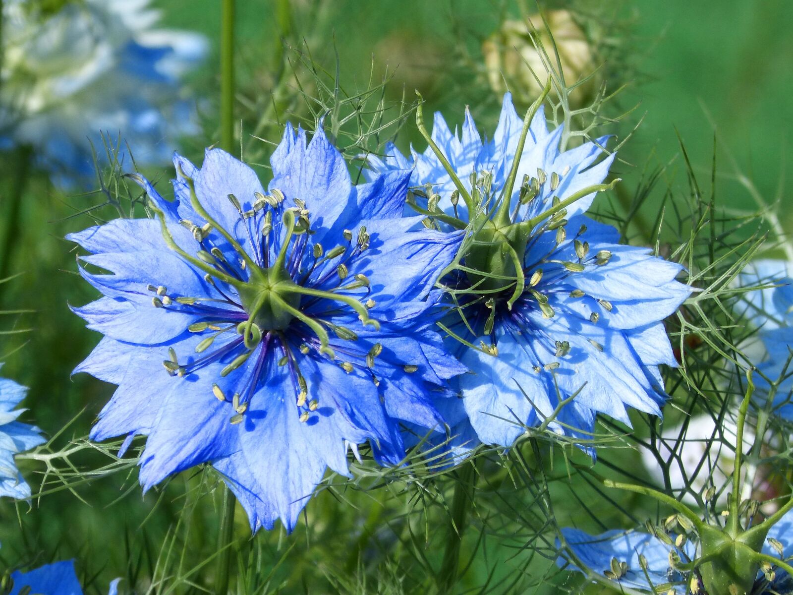 Panasonic DMC-FZ62 sample photo. Nigella, blue flower, blue photography