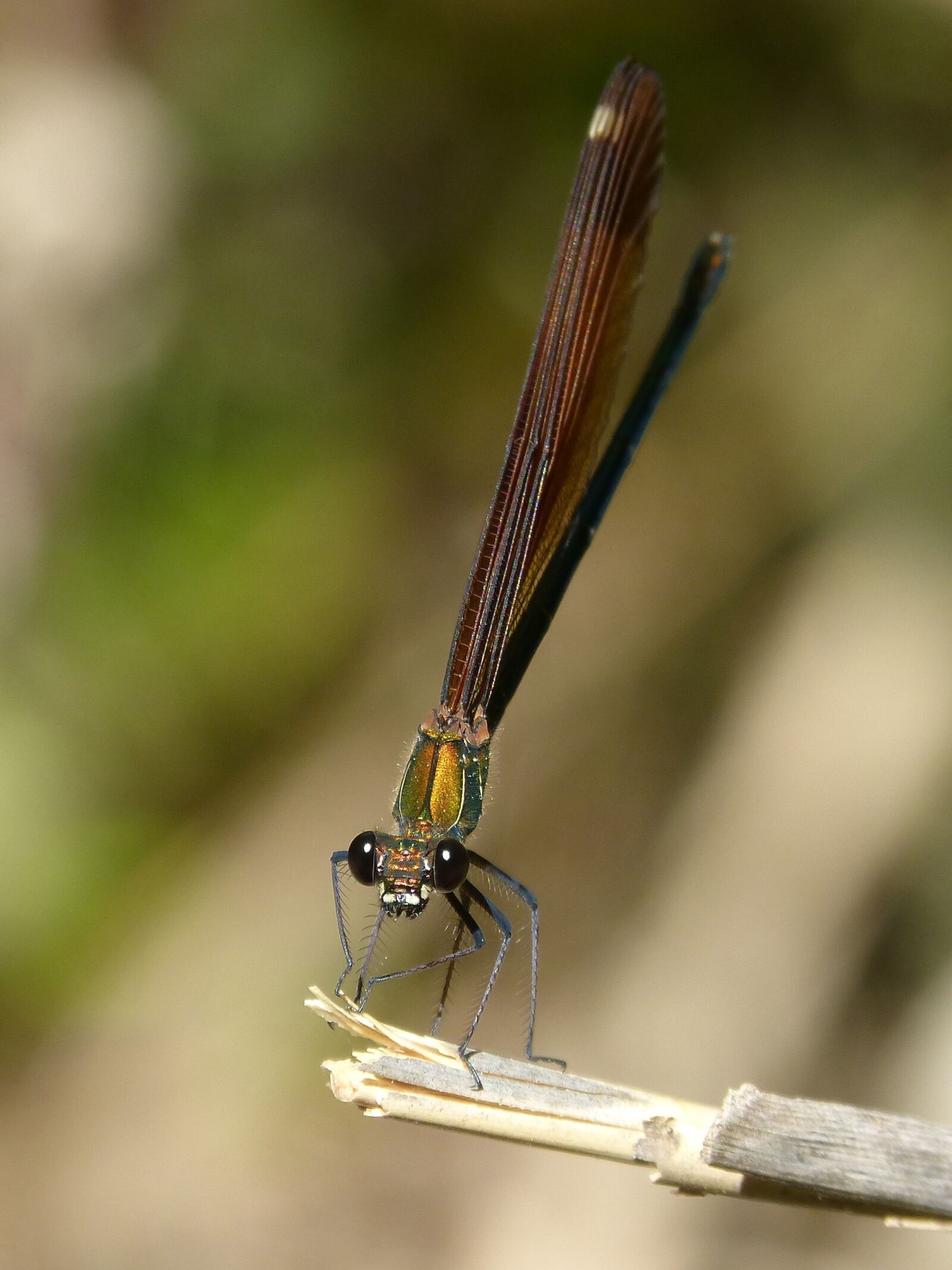 Panasonic DMC-FZ62 sample photo. Libella, black dragonfly, calopteryx photography
