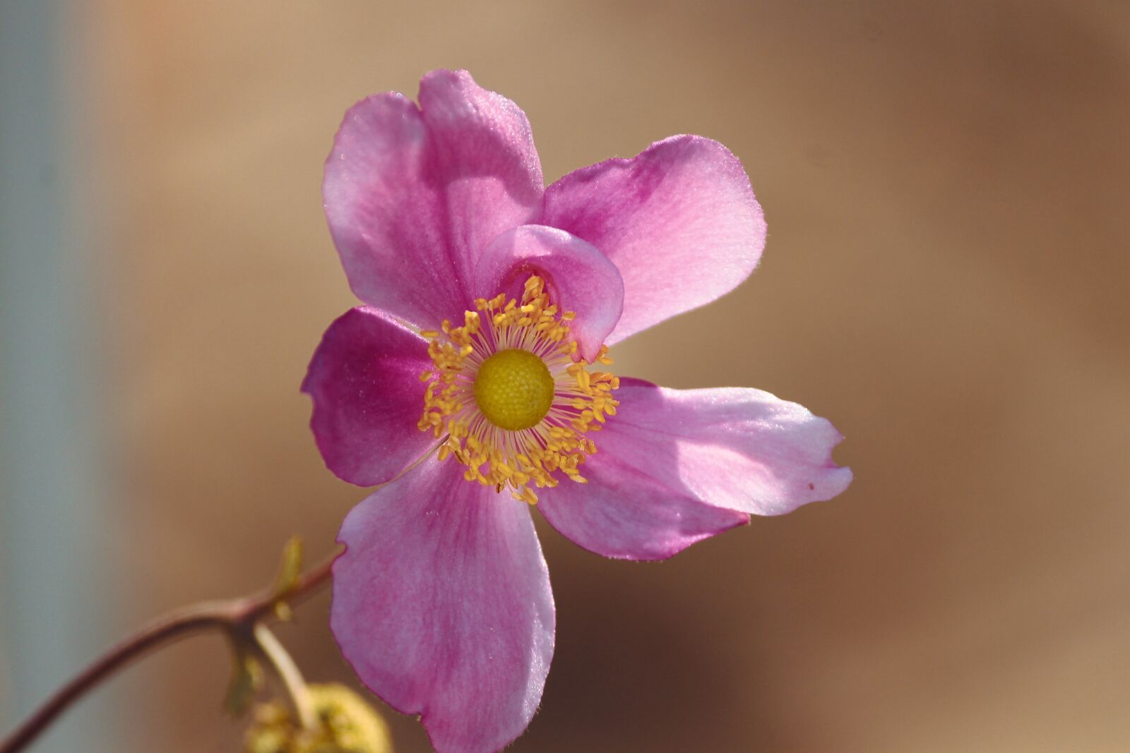 Canon EOS 1100D (EOS Rebel T3 / EOS Kiss X50) sample photo. Fall anemone, anemone hupehensis photography