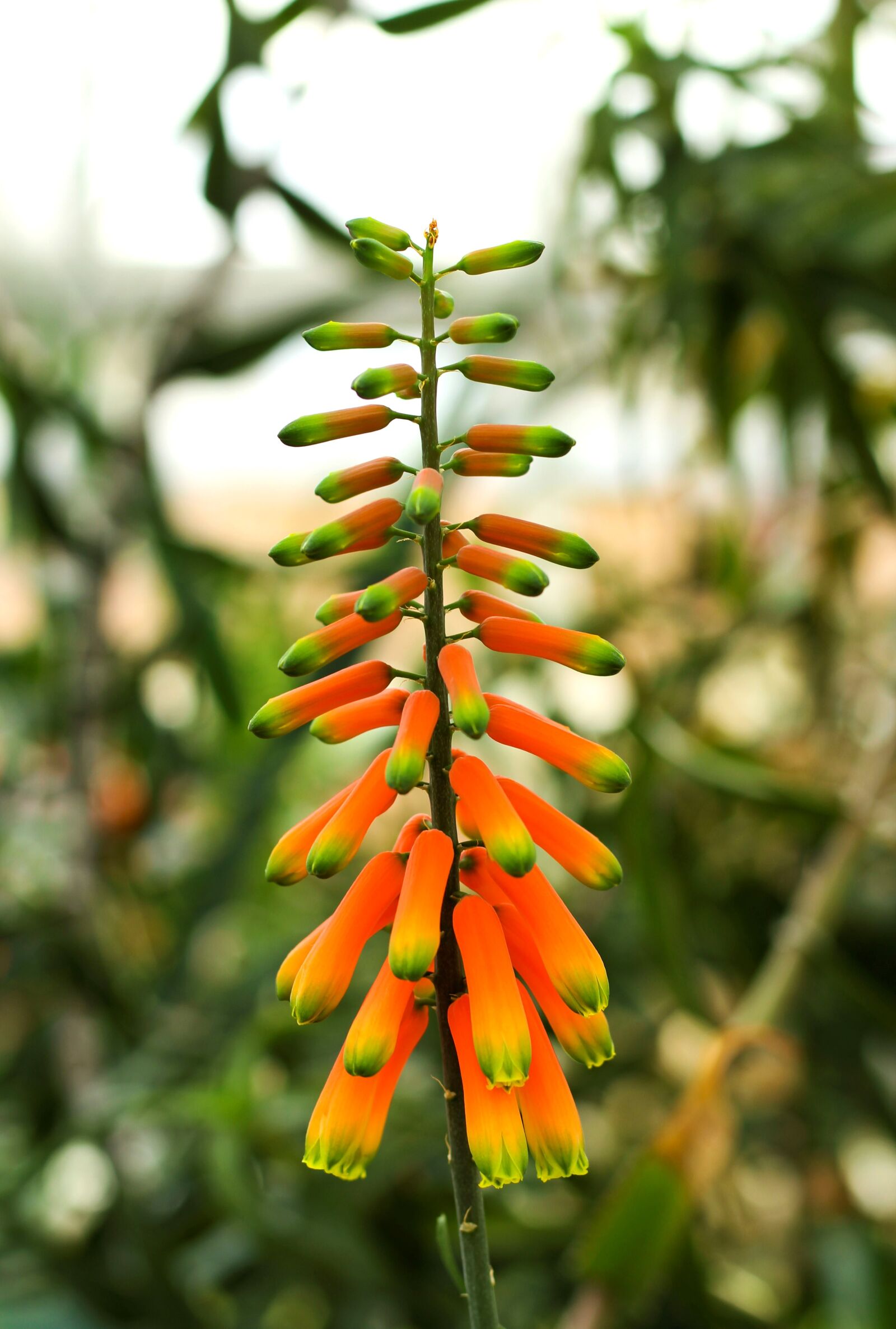 Canon EF 50mm F1.8 STM sample photo. Flower, plant, exotic photography