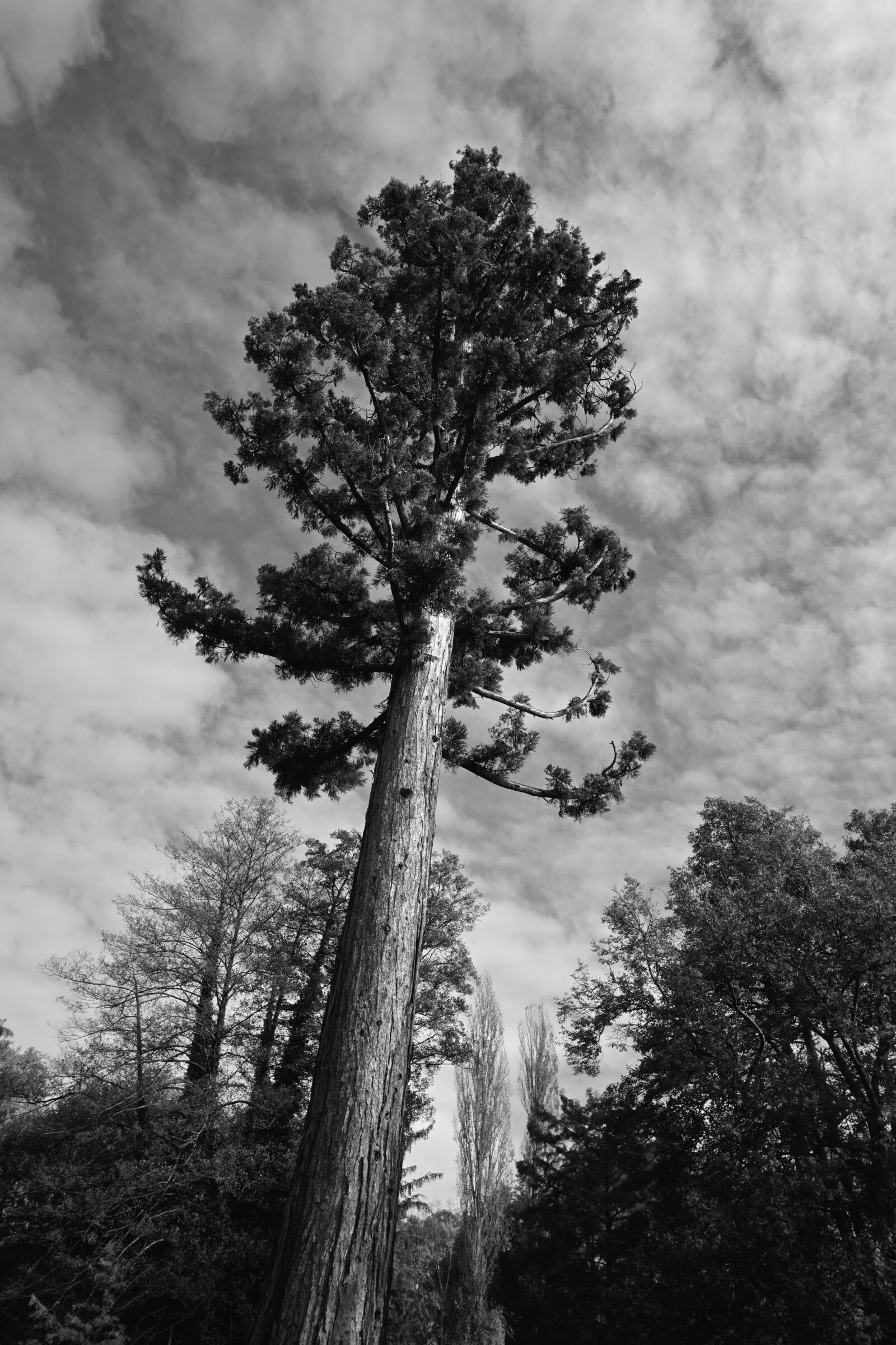 Sony a6000 sample photo. Tree, forest, dramatic photography