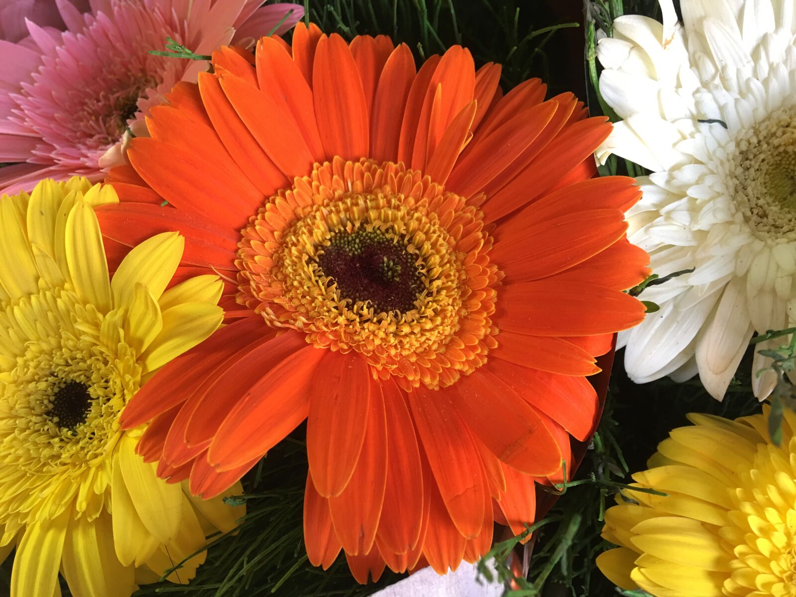 Apple iPhone 6s Plus sample photo. Flowers, orange, spring photography