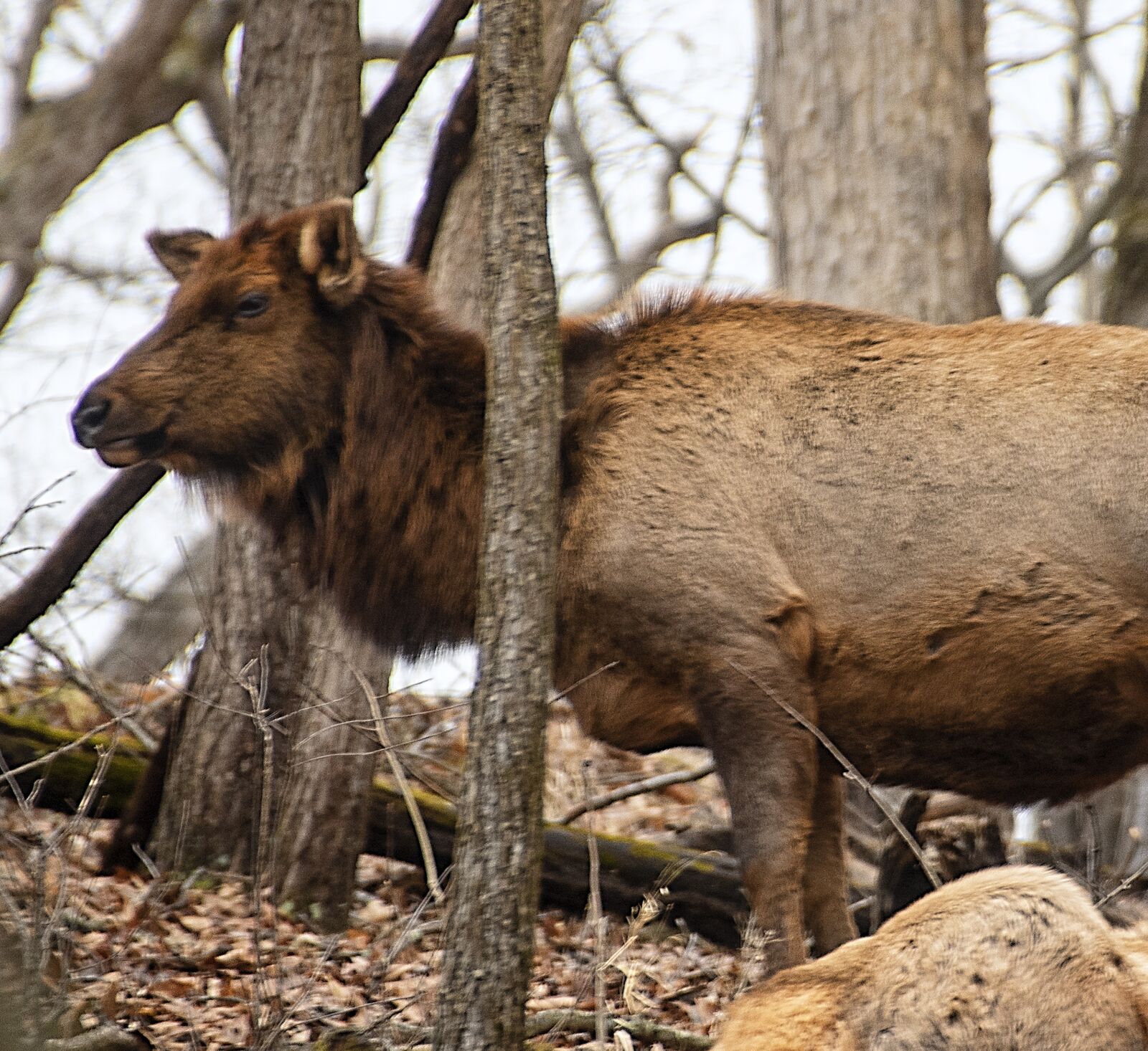 Nikon D850 sample photo. Elk, female, mammal photography