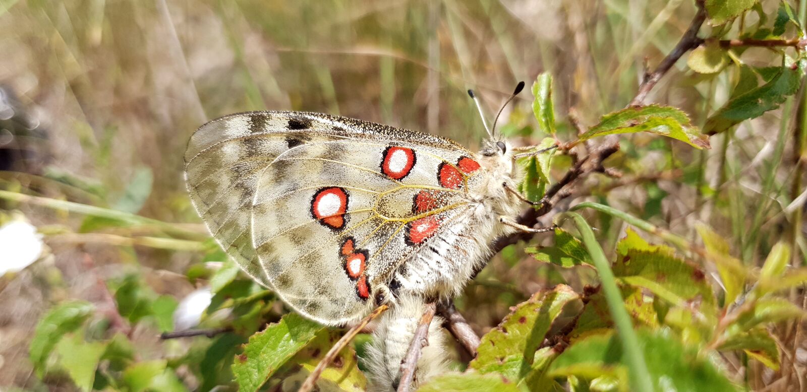 Samsung Galaxy S9 sample photo. Apollo, butterfly, apollofalter photography