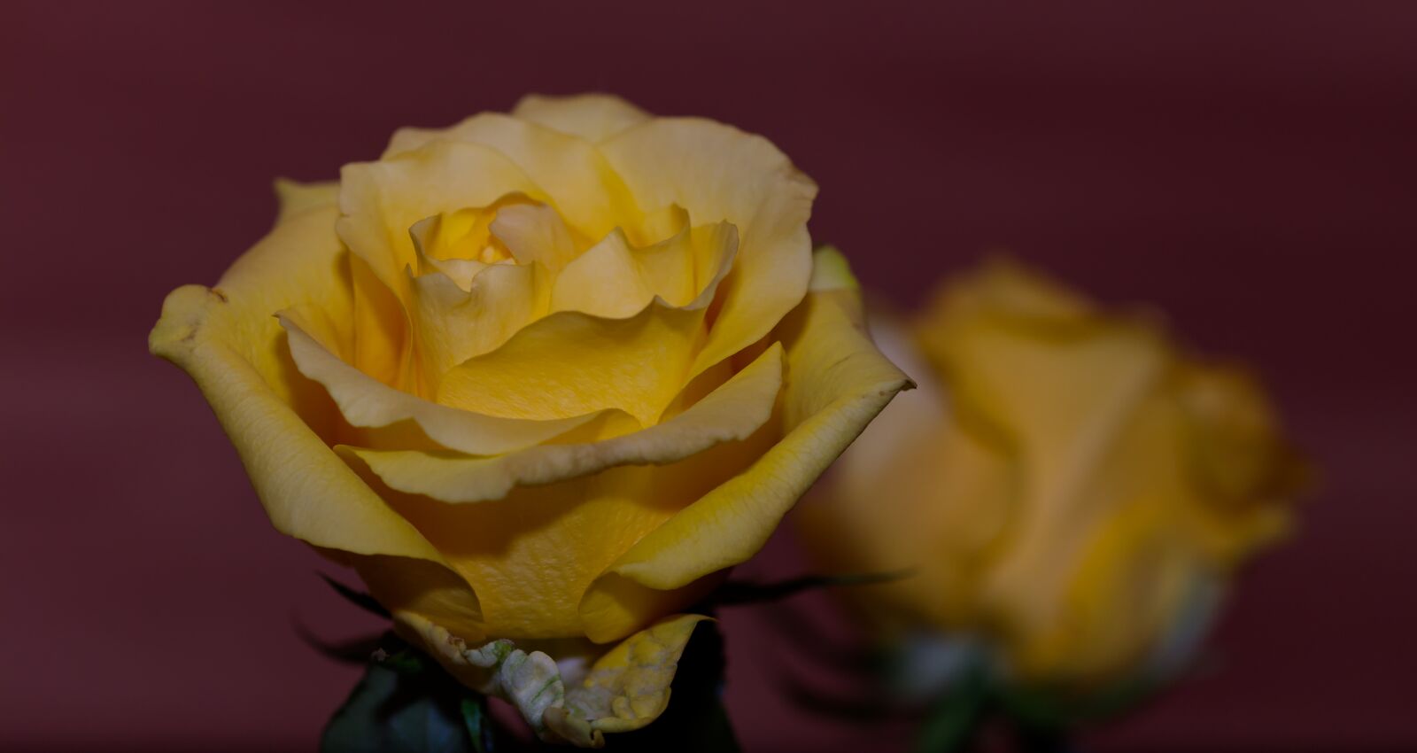 Nikon D5500 sample photo. Rose, yellow, yellow rose photography