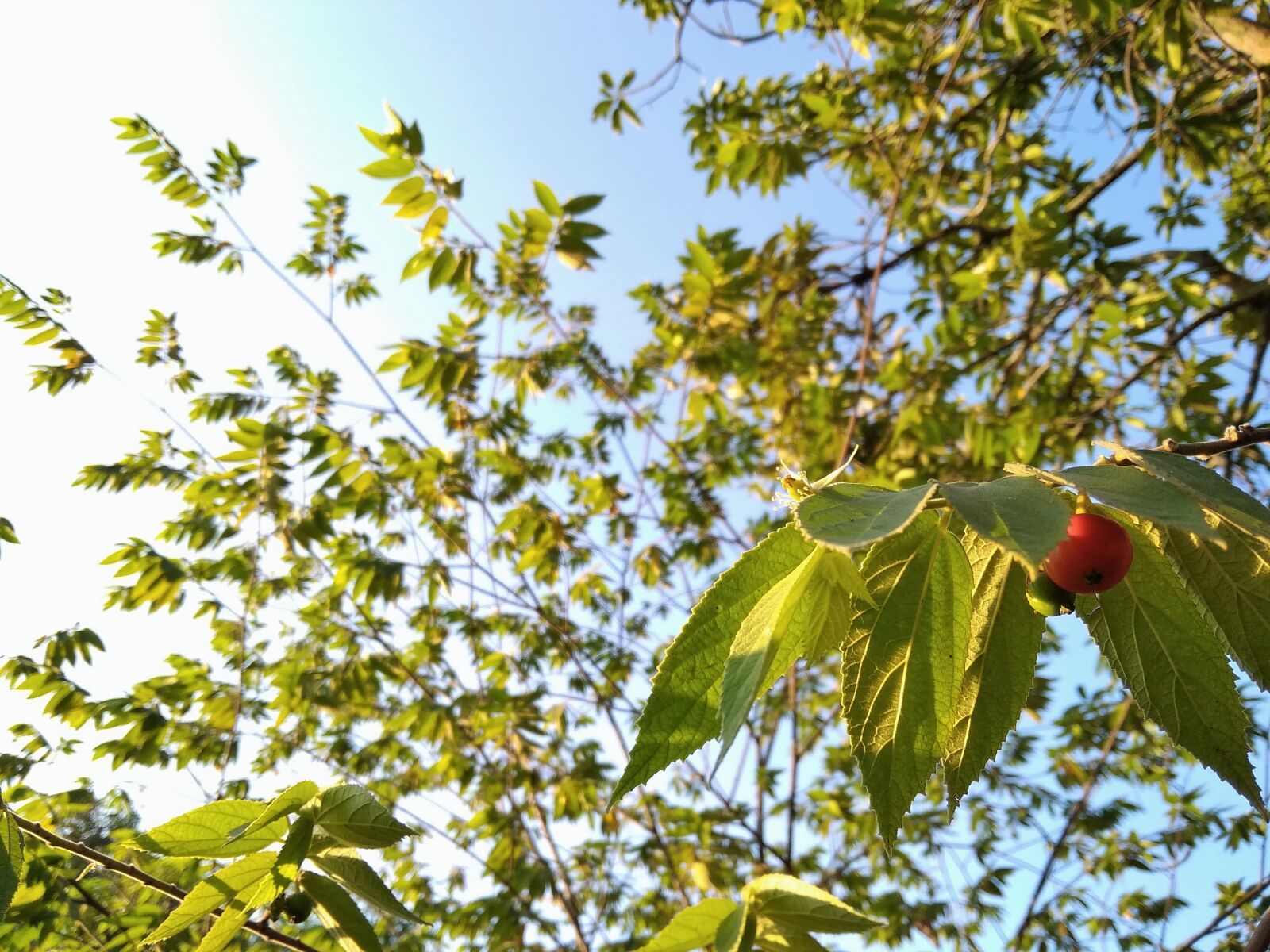 Xiaomi Redmi 5A sample photo. Fruit, leaf, cloud photography