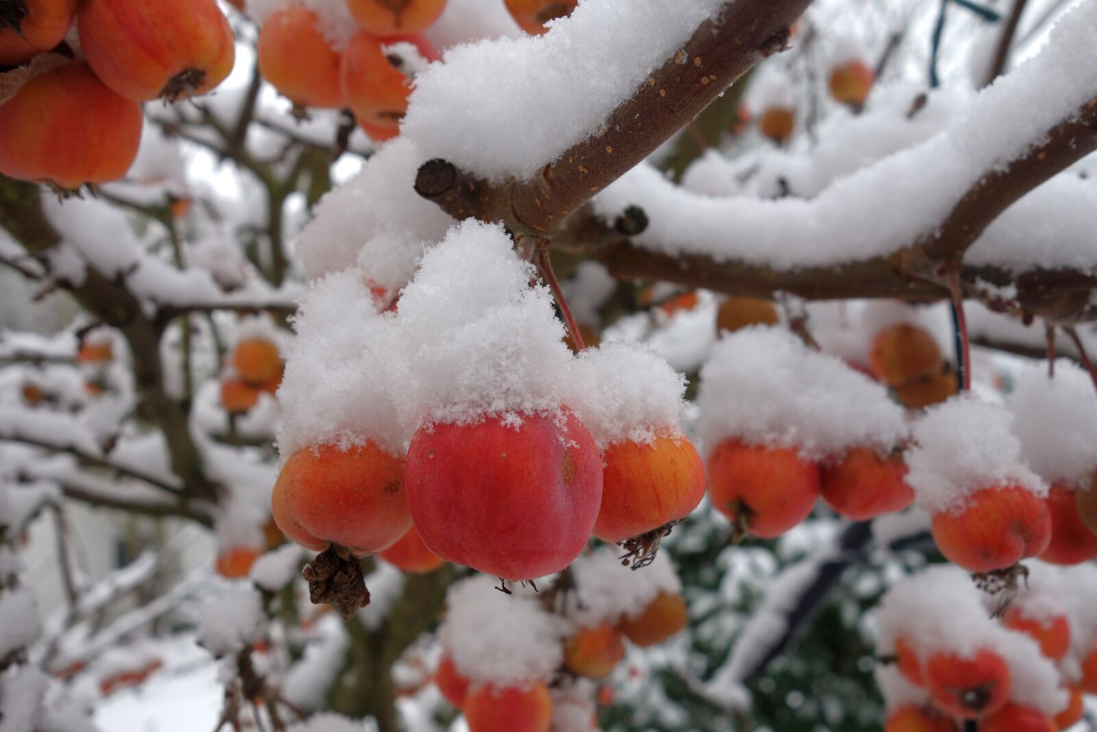 Sony Cyber-shot DSC-RX100 sample photo. Snow, winter, garden photography