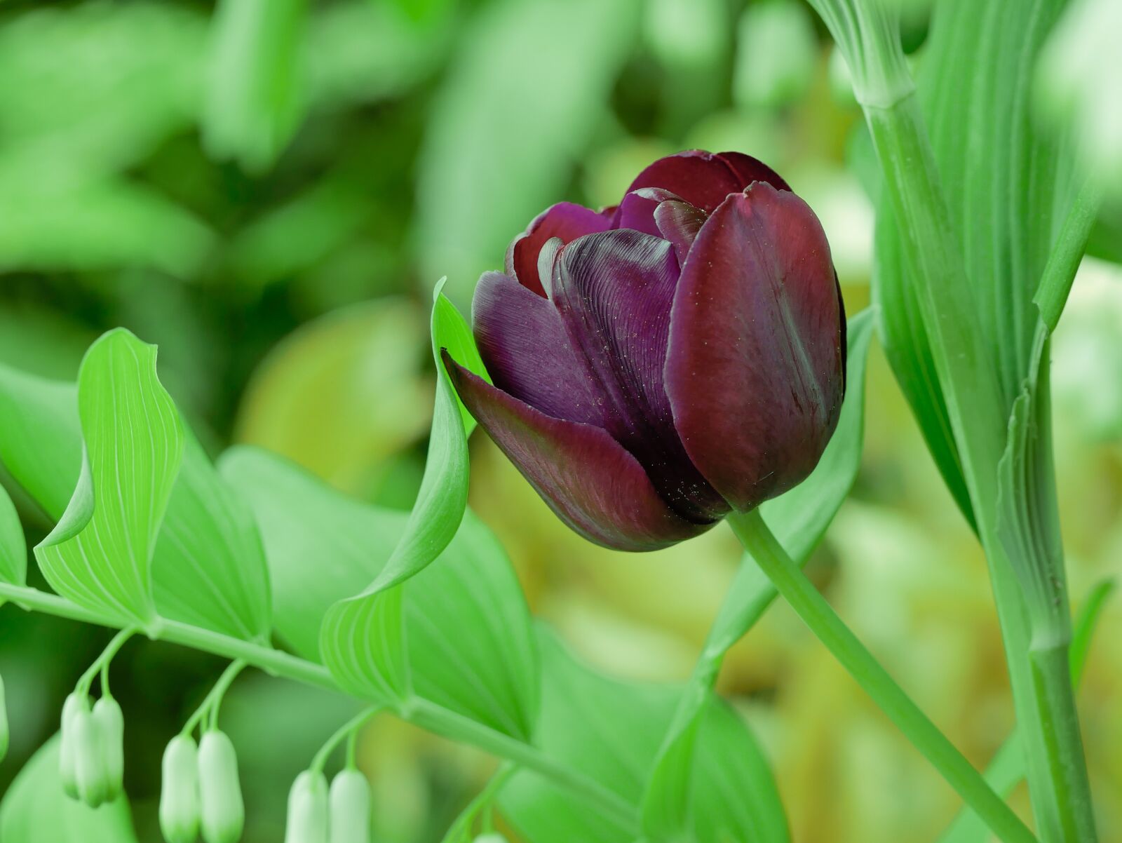 Panasonic DMC-G81 + Olympus M.Zuiko Digital ED 60mm F2.8 Macro sample photo. Flower, tulip, spring photography