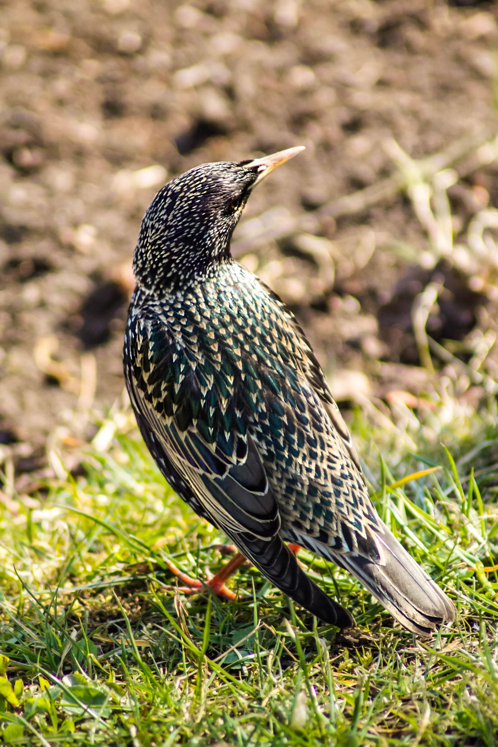 Canon EOS 60D sample photo. Bird, starling, beautiful photography