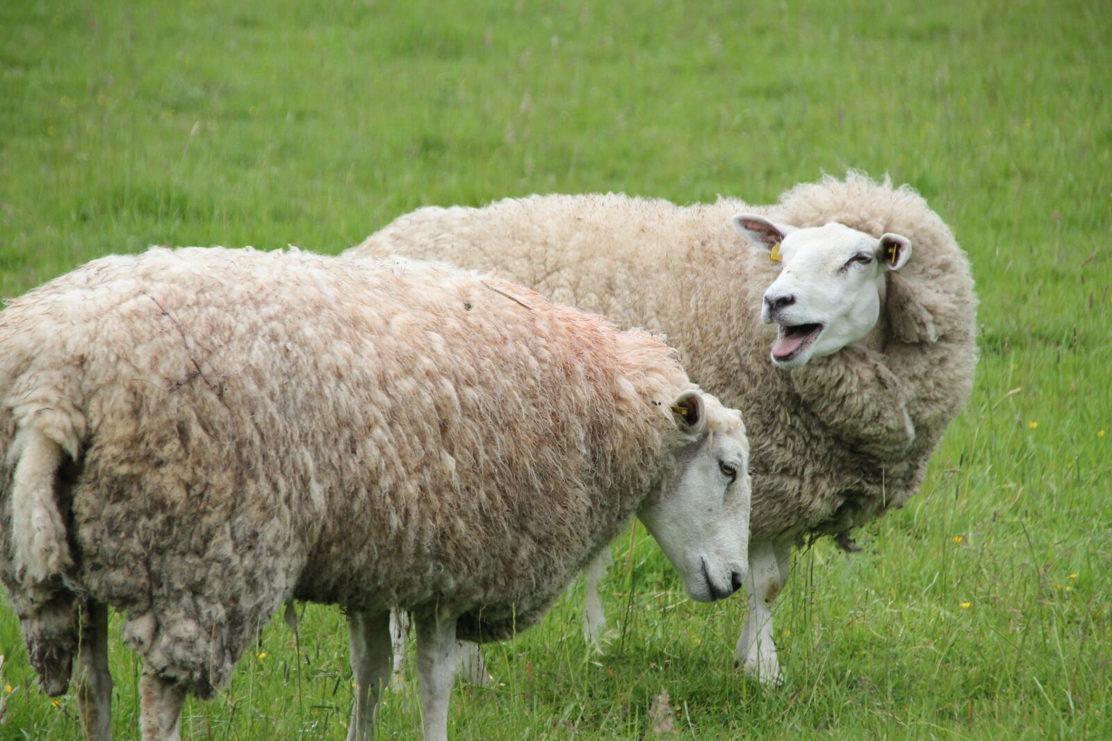 Canon EOS 550D (EOS Rebel T2i / EOS Kiss X4) sample photo. Sheep, cattle, wool photography