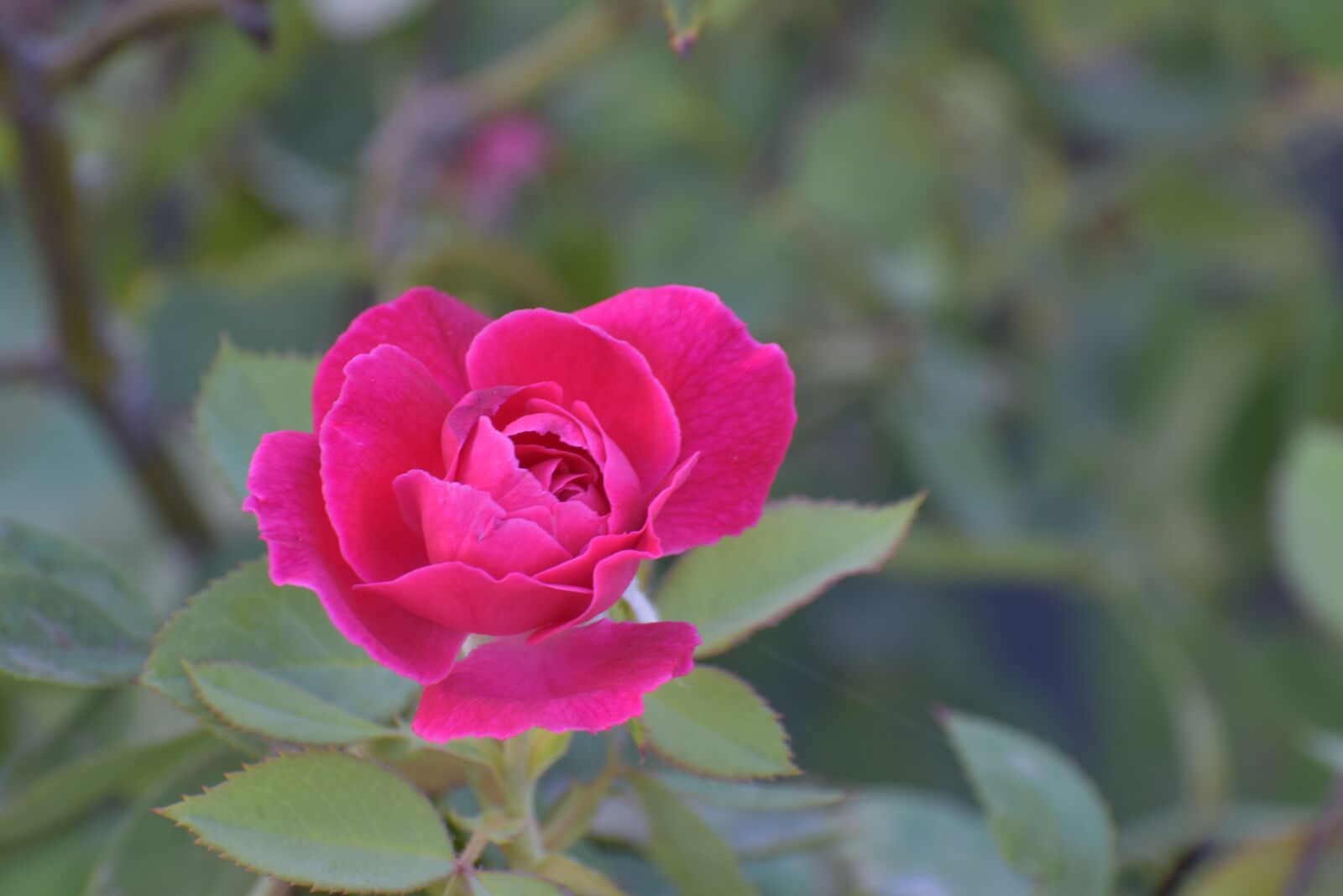 Nikon D5600 sample photo. Rose, flower, magenta photography