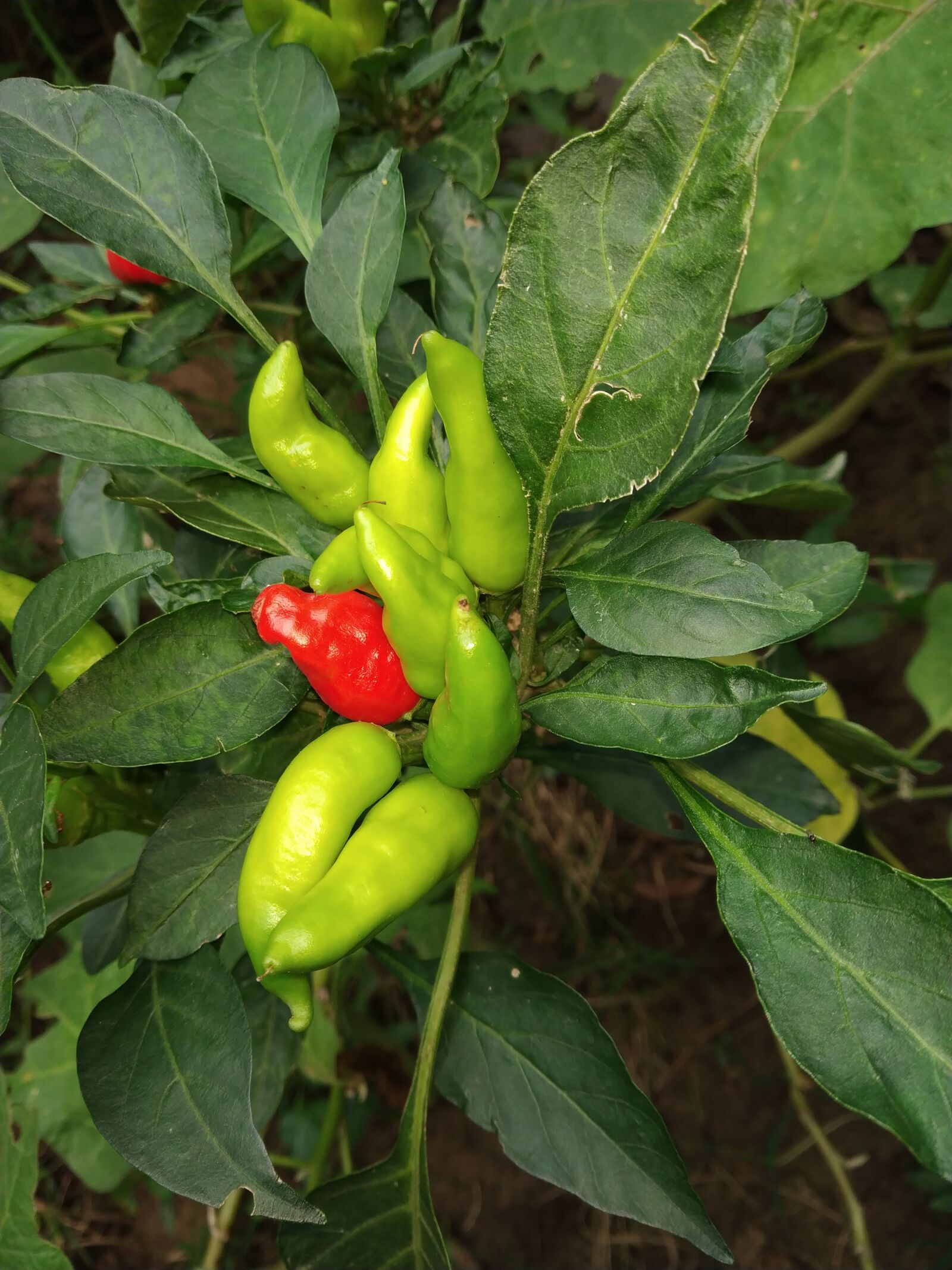 Xiaomi Redmi Note 5 Pro sample photo. Food, nature, leaf photography