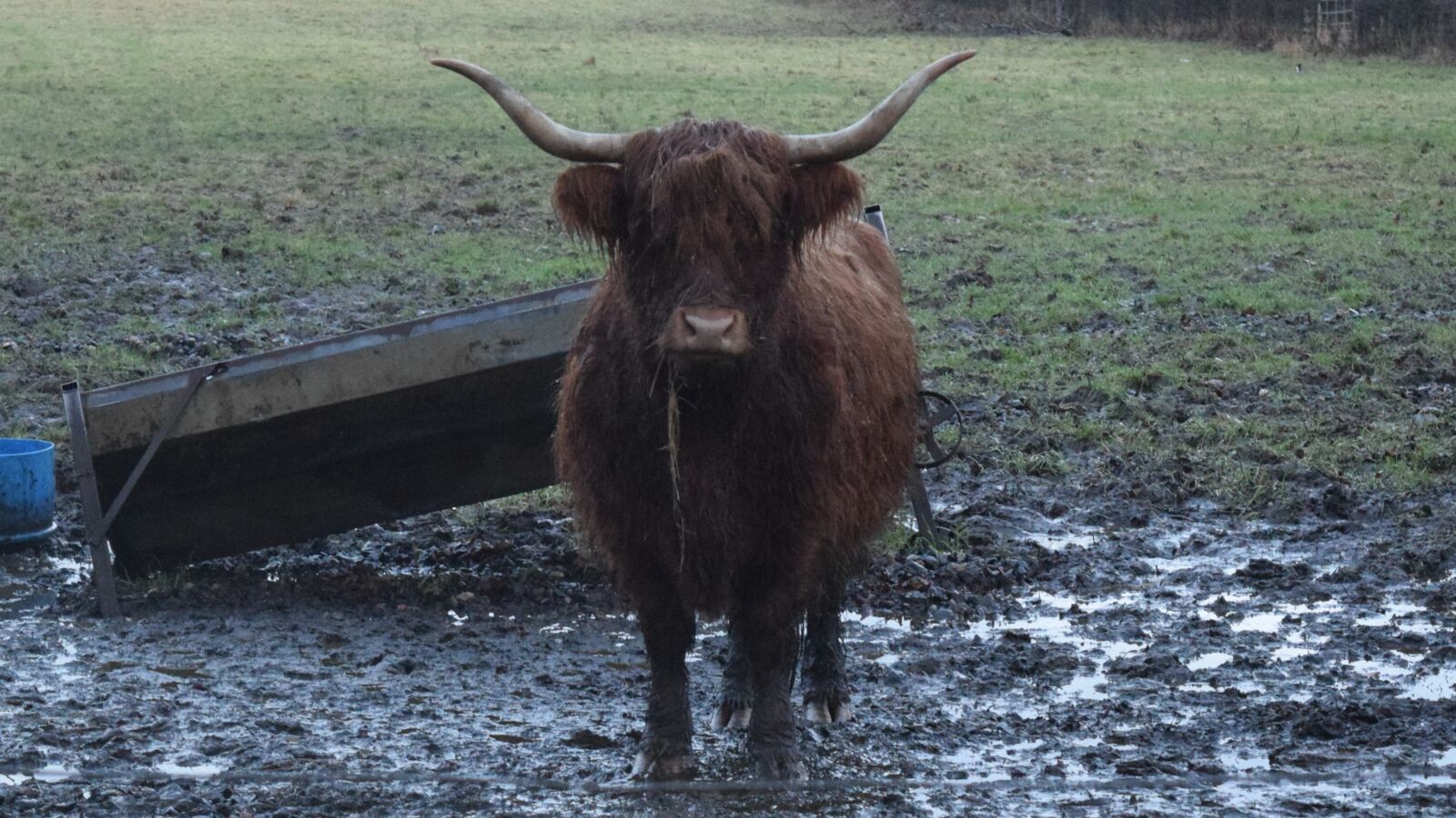 Nikon D5300 sample photo. Highland cows, scotland, winter photography