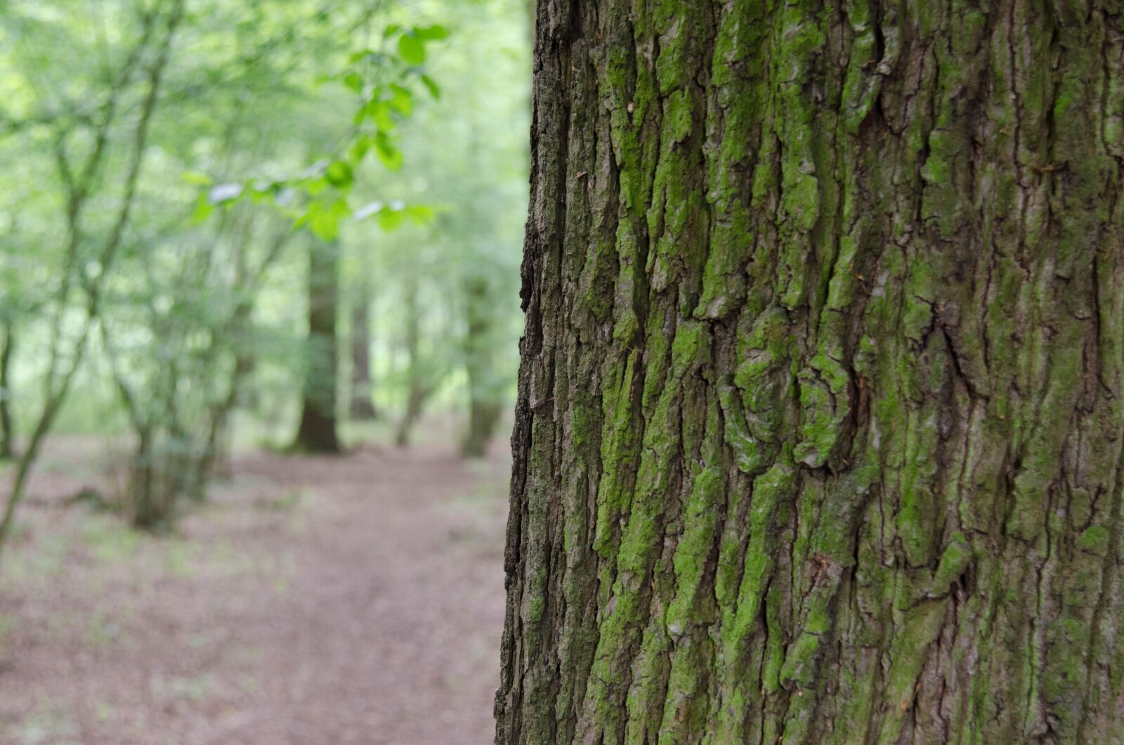 Nikon D7000 sample photo. Tree, forest, nature photography