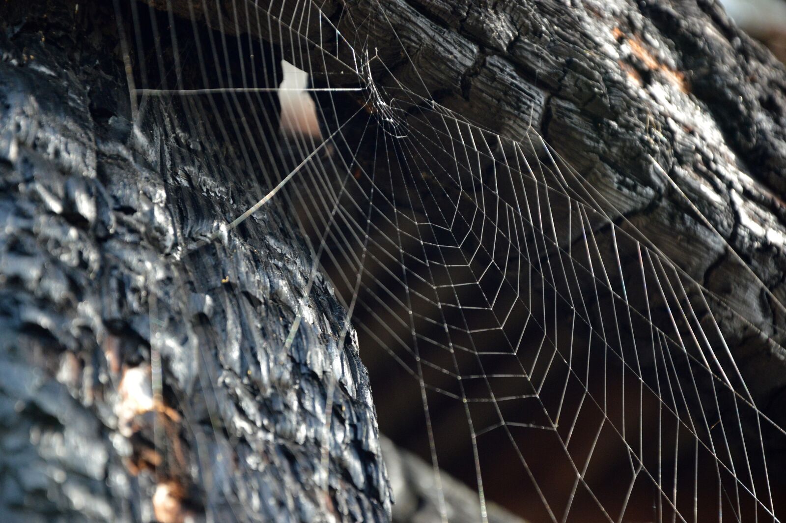 Nikon D3200 sample photo. Cobweb, brand, barn photography