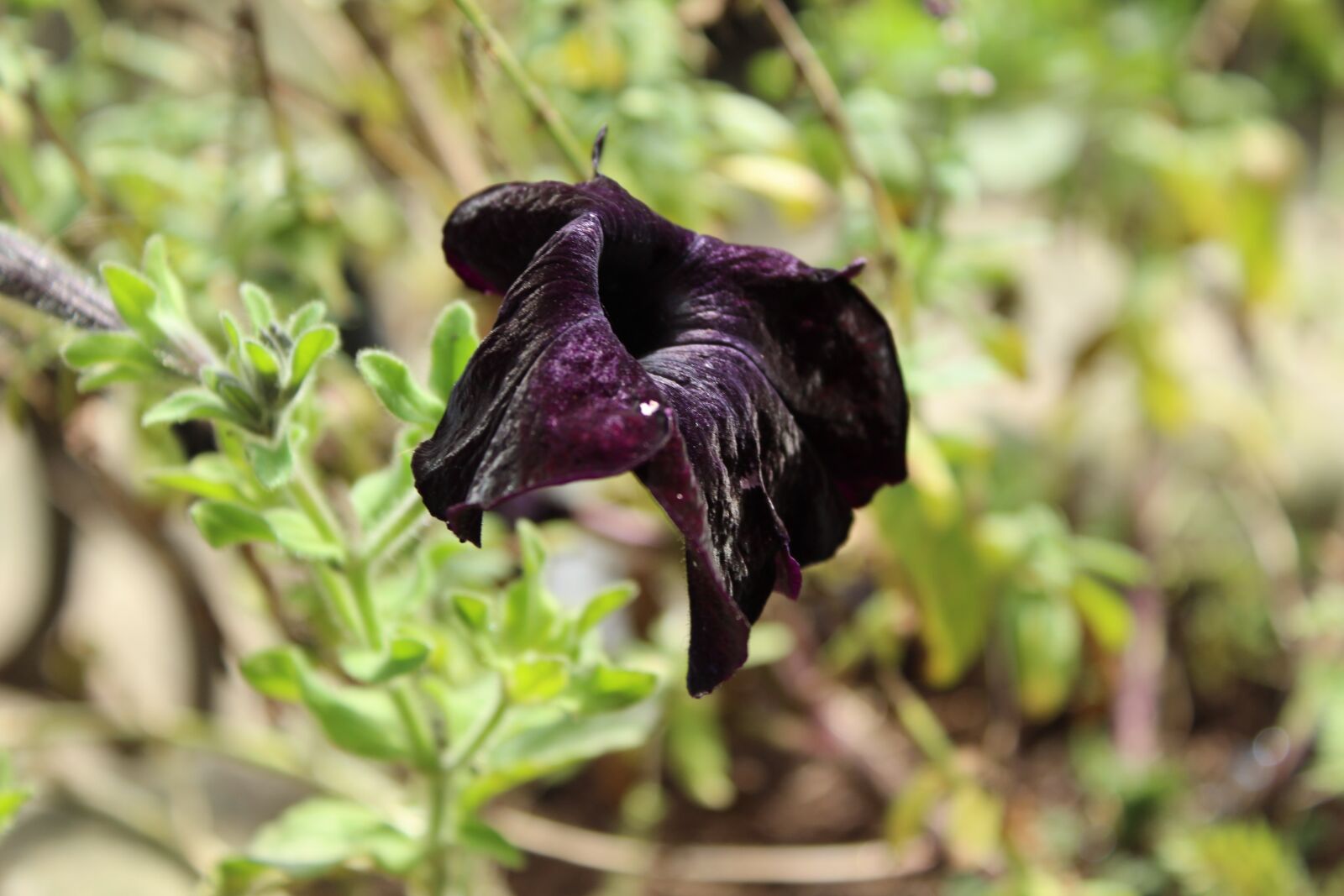 Canon EOS 1300D (EOS Rebel T6 / EOS Kiss X80) sample photo. Wilting flower, black flower photography