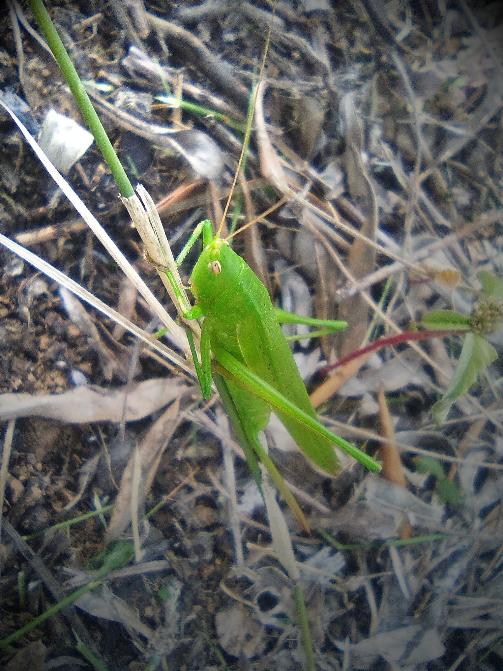 HUAWEI Y635-L01 sample photo. Grasshopper, green, insect photography