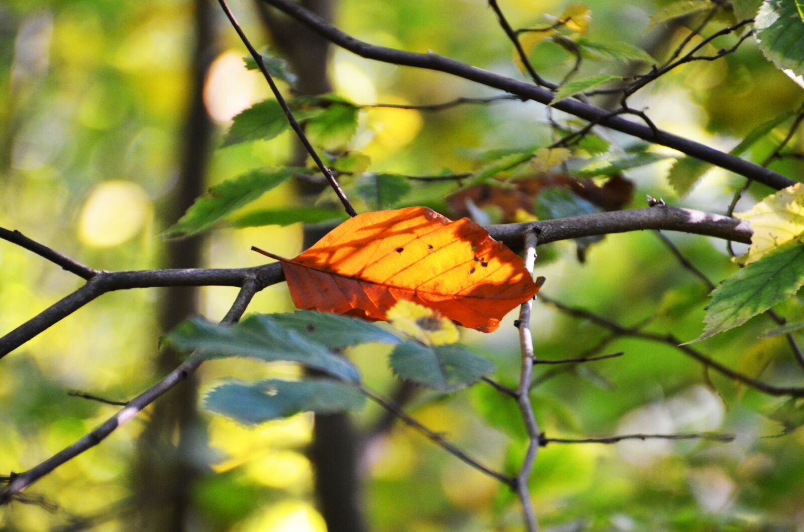 Nikon D7000 sample photo. Autumn, leaf, leaves photography