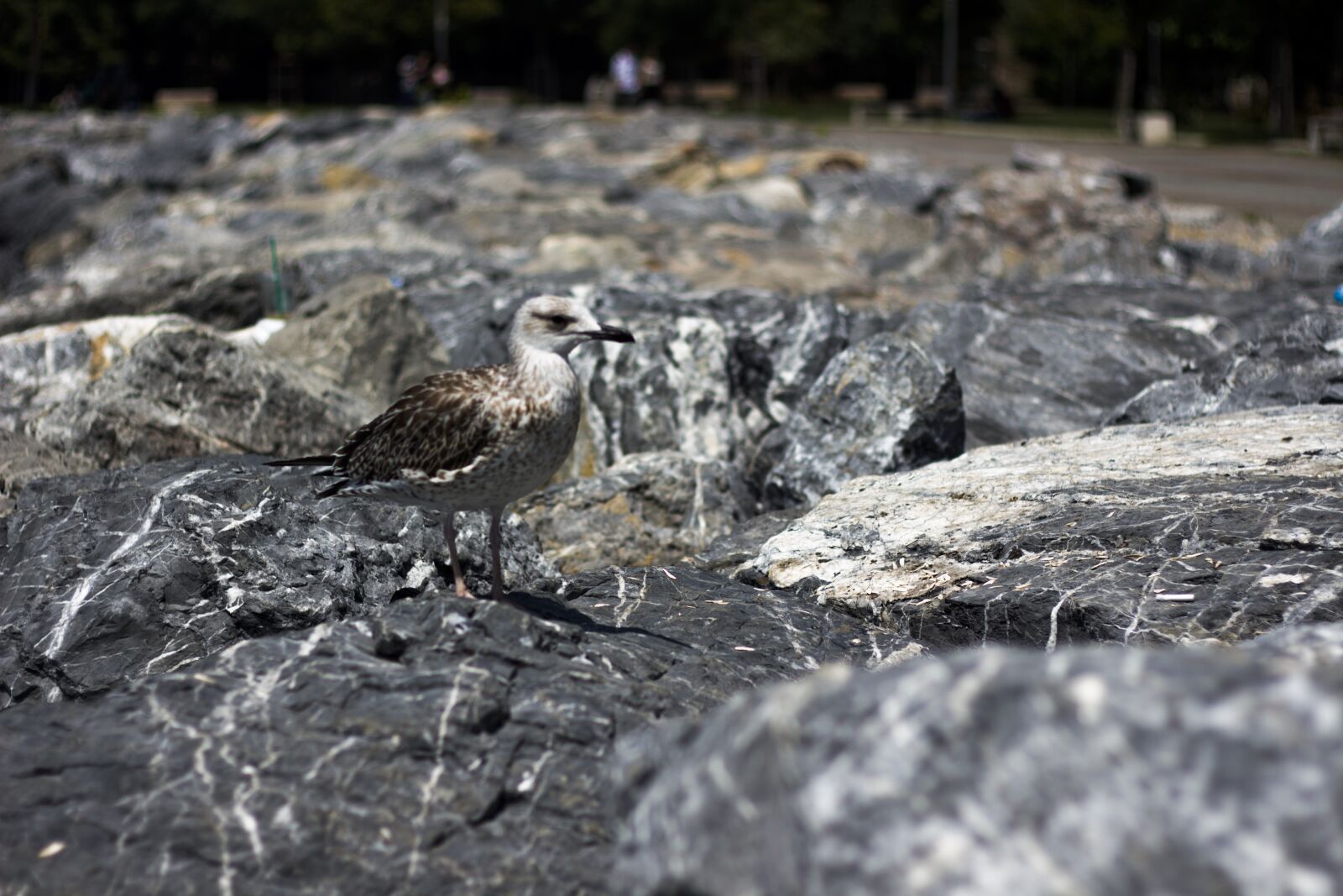 Canon EOS 650D (EOS Rebel T4i / EOS Kiss X6i) + Canon EF 50mm F1.8 II sample photo. Seagull, camouflage, nature photography