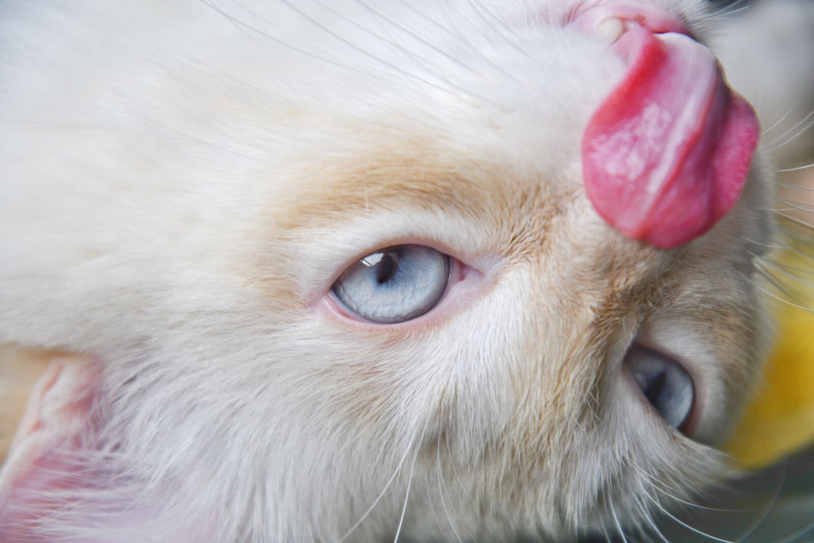 Nikon D500 sample photo. White cat, tongue, animal photography