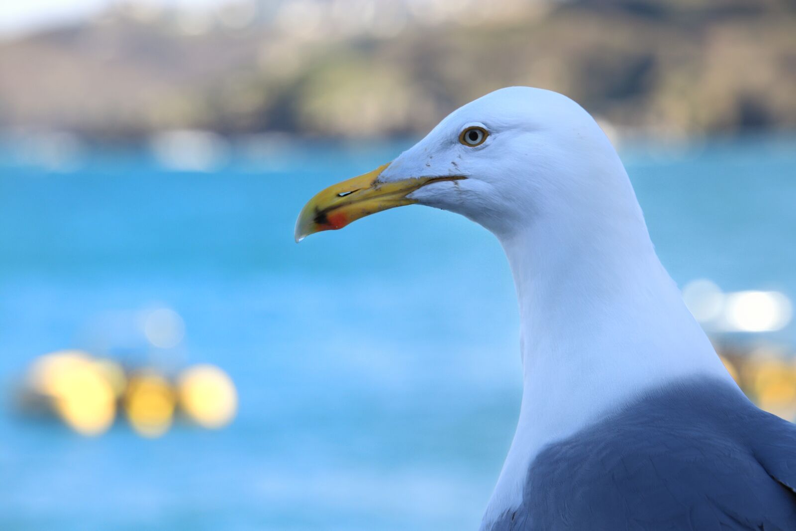 Canon EF-S 55-250mm F4-5.6 IS STM sample photo. Seagull, sea, water photography