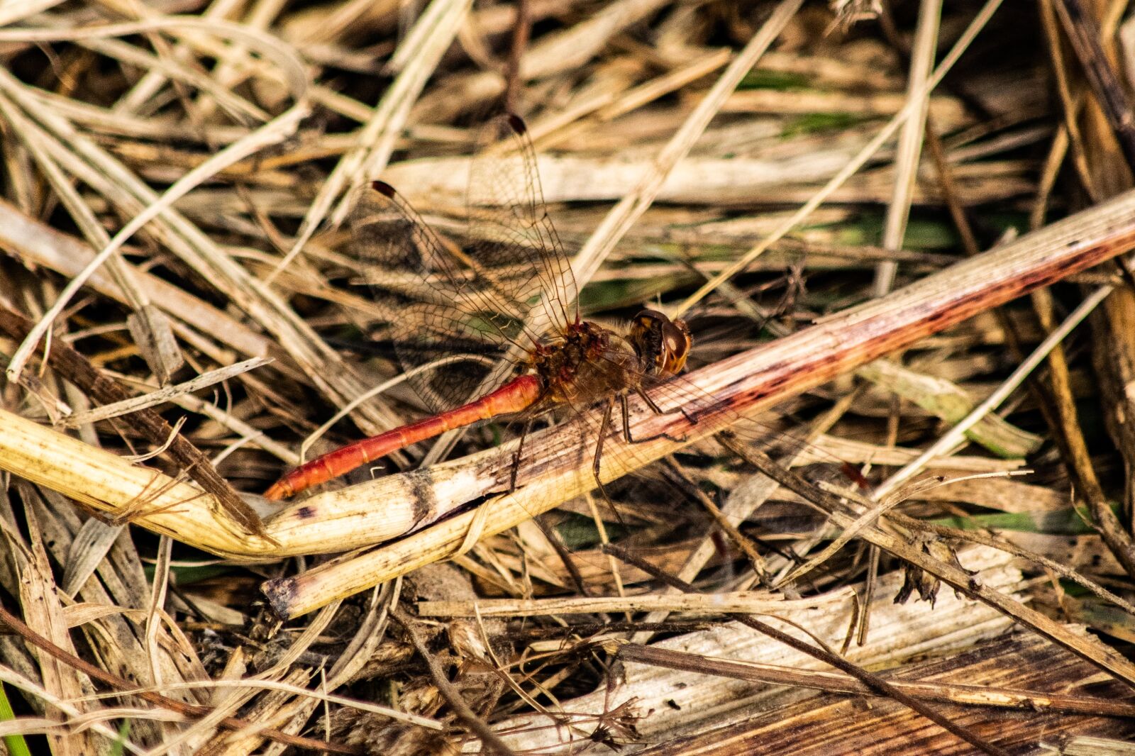 Nikon D3300 sample photo. Dragonfly, autumn, beetle photography