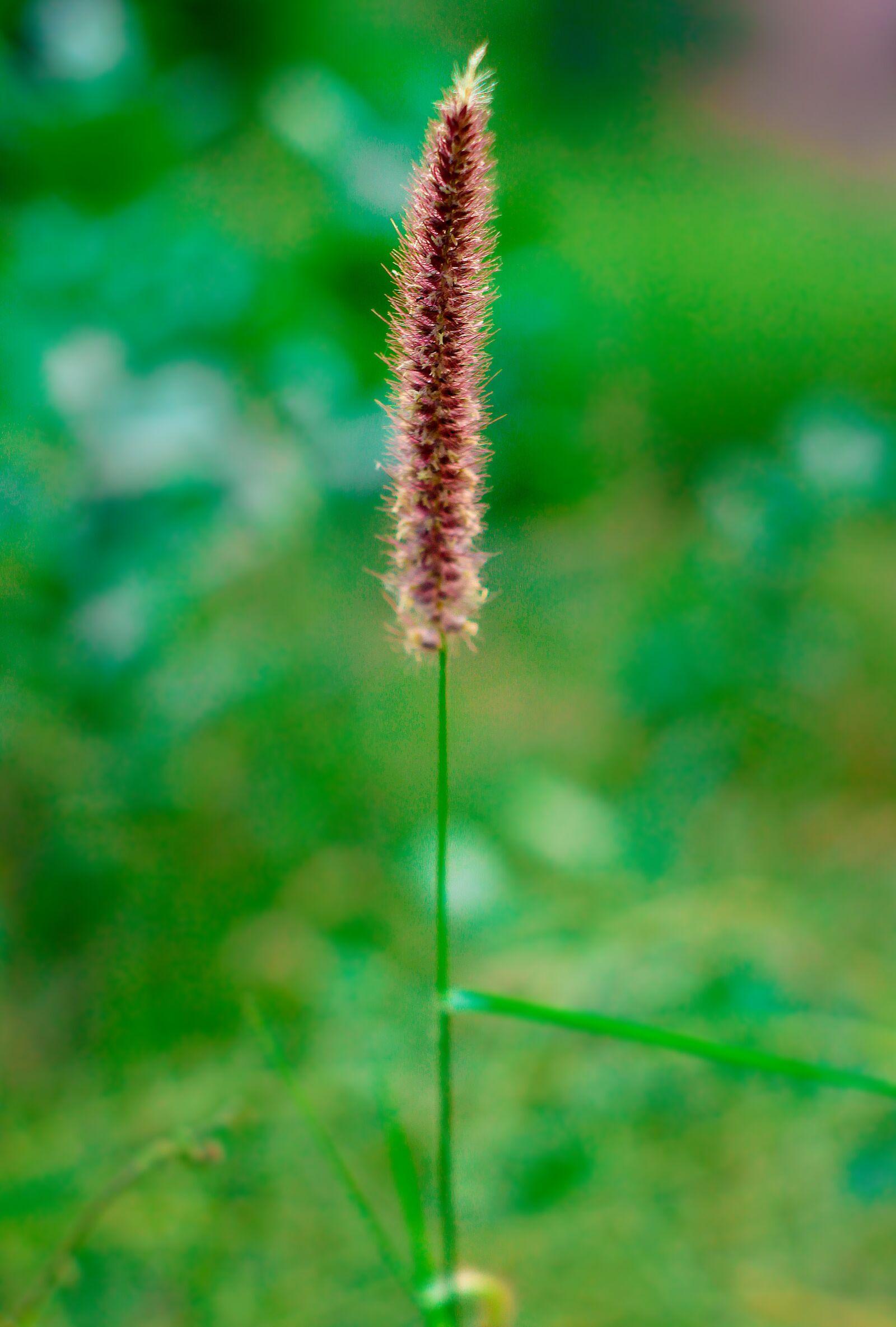 Canon EOS 700D (EOS Rebel T5i / EOS Kiss X7i) sample photo. Green, plants, leaves photography