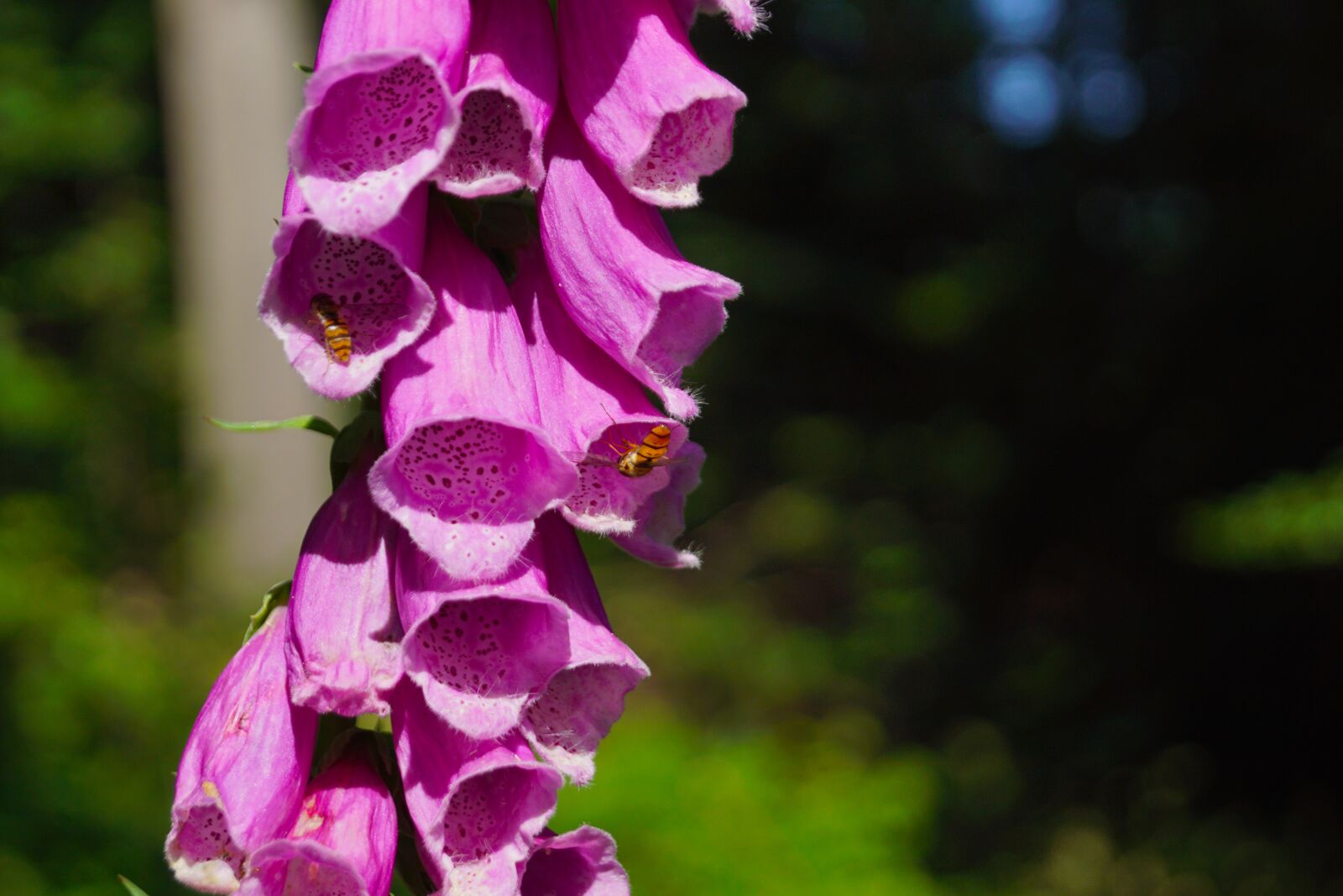 Sony DT 18-55mm F3.5-5.6 SAM II sample photo. Plant, common foxglove, poisonous photography