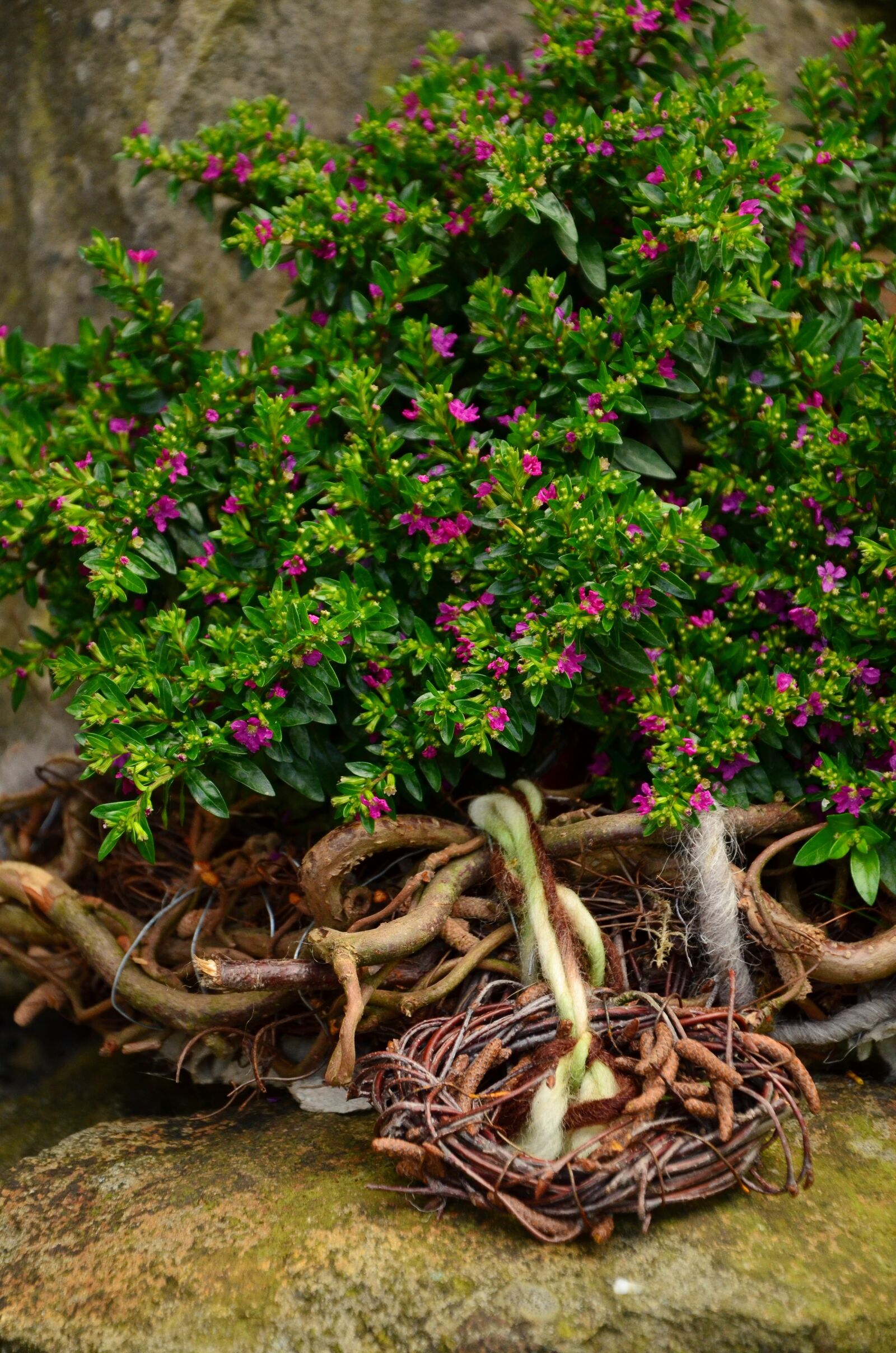 Nikon D5100 sample photo. Myrtle, myrthe, myrtus communis photography