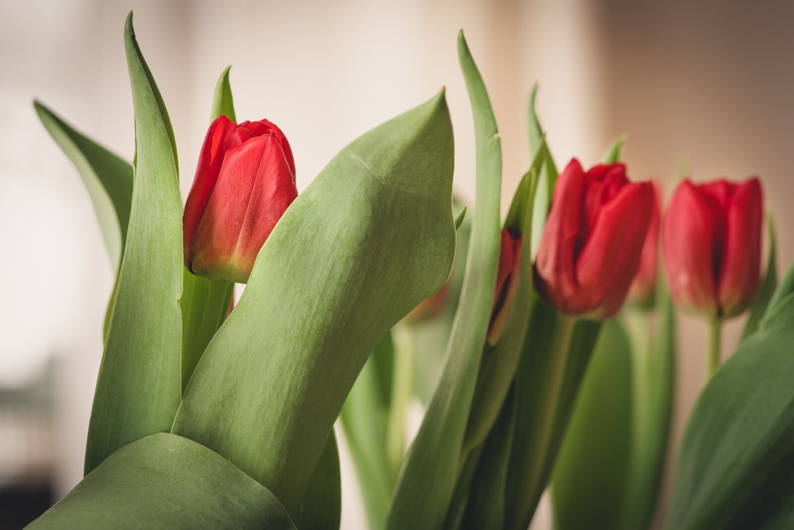 Nikon D750 sample photo. Flowers, tulips, red photography