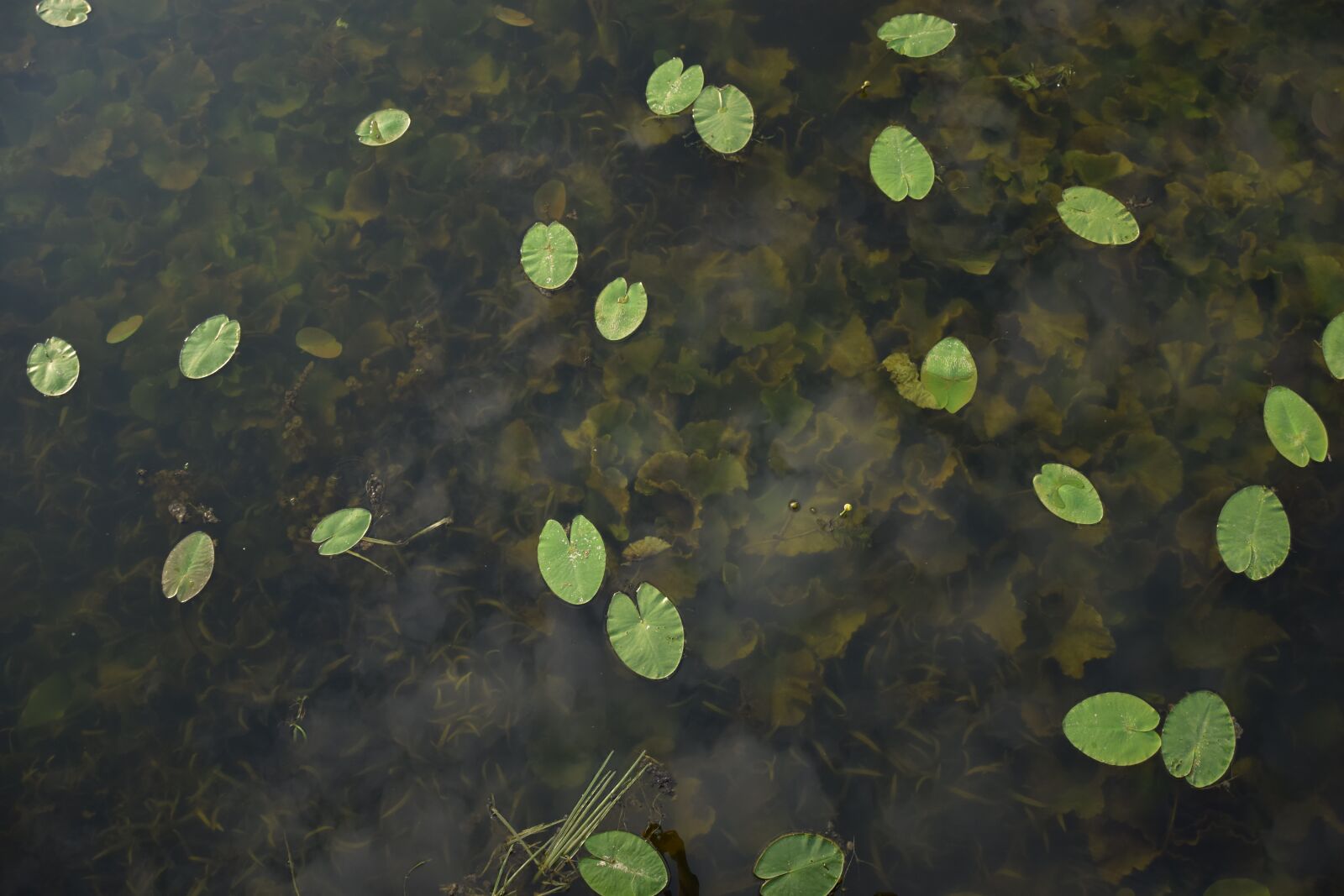 Nikon D5300 sample photo. Water, lake, leaves photography