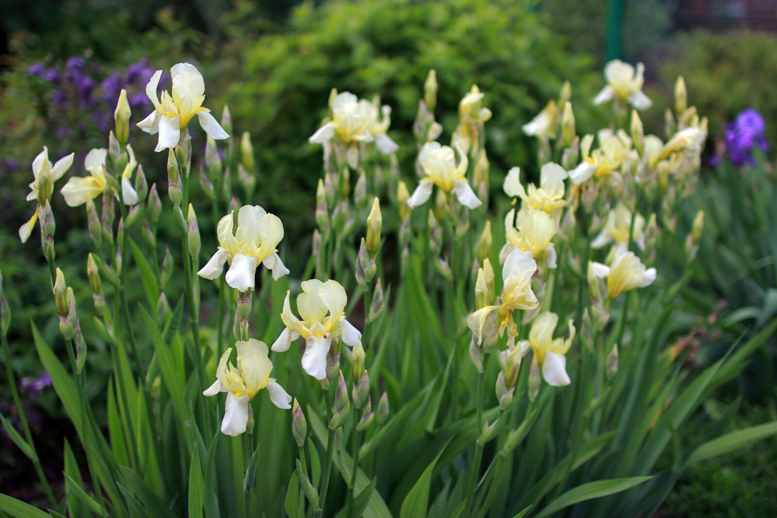 Canon EOS 60D sample photo. Flowers, irises, nature photography